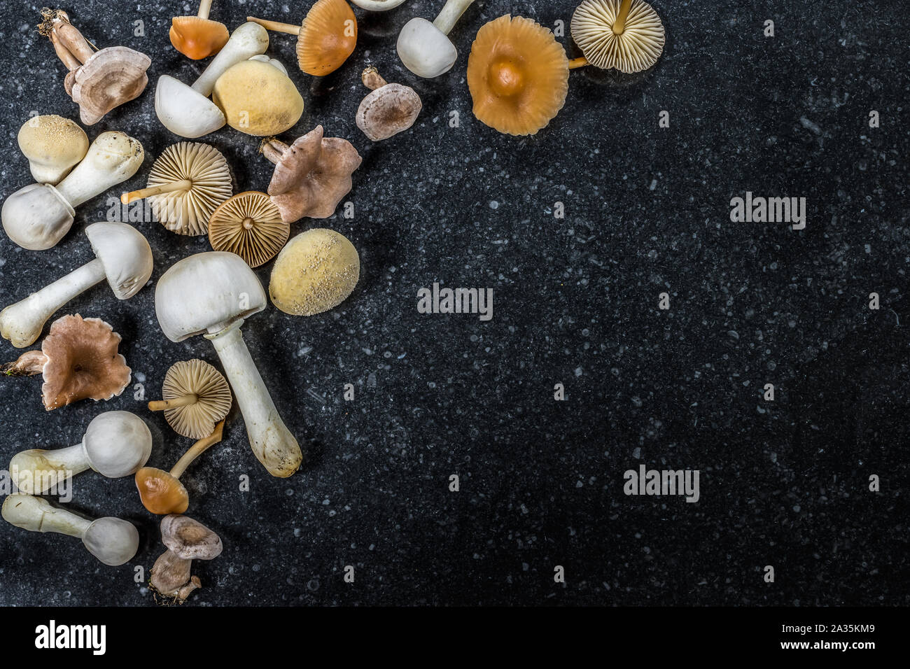 Un grupo de diferentes hongos venenosos y comestibles. El otoño de fondo. Foto de stock
