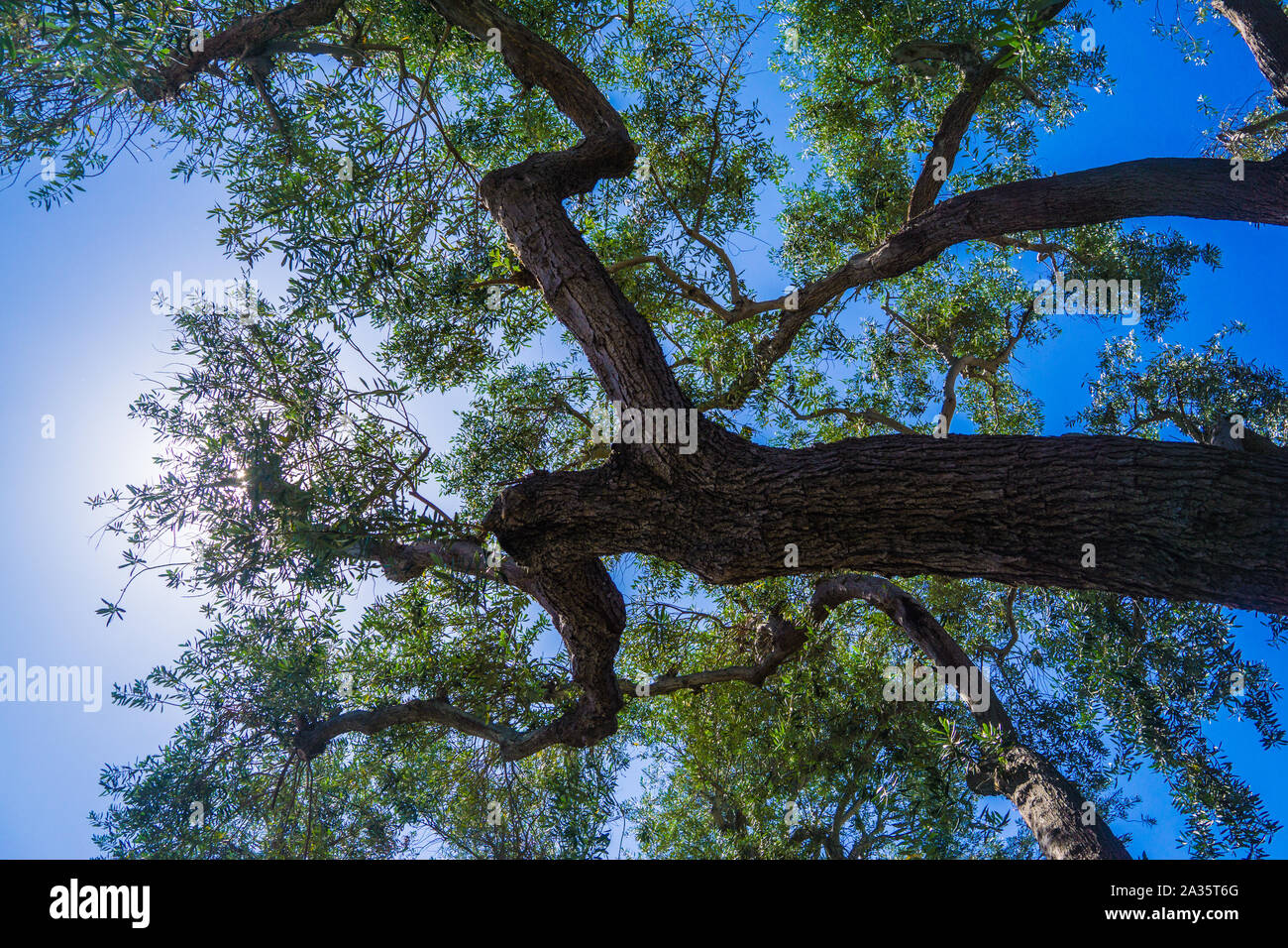 Fuerte silueta oscura de un tronco de árbol bajo el cielo azul. Foto de stock