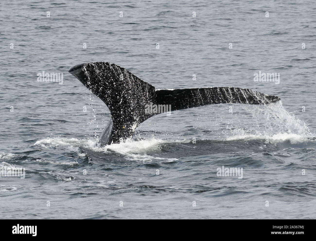 el fluke de una ballena jorobada de buceo (Megaptera novaeangliae). Prince Rupert, British Columbia, Canadá. Foto de stock