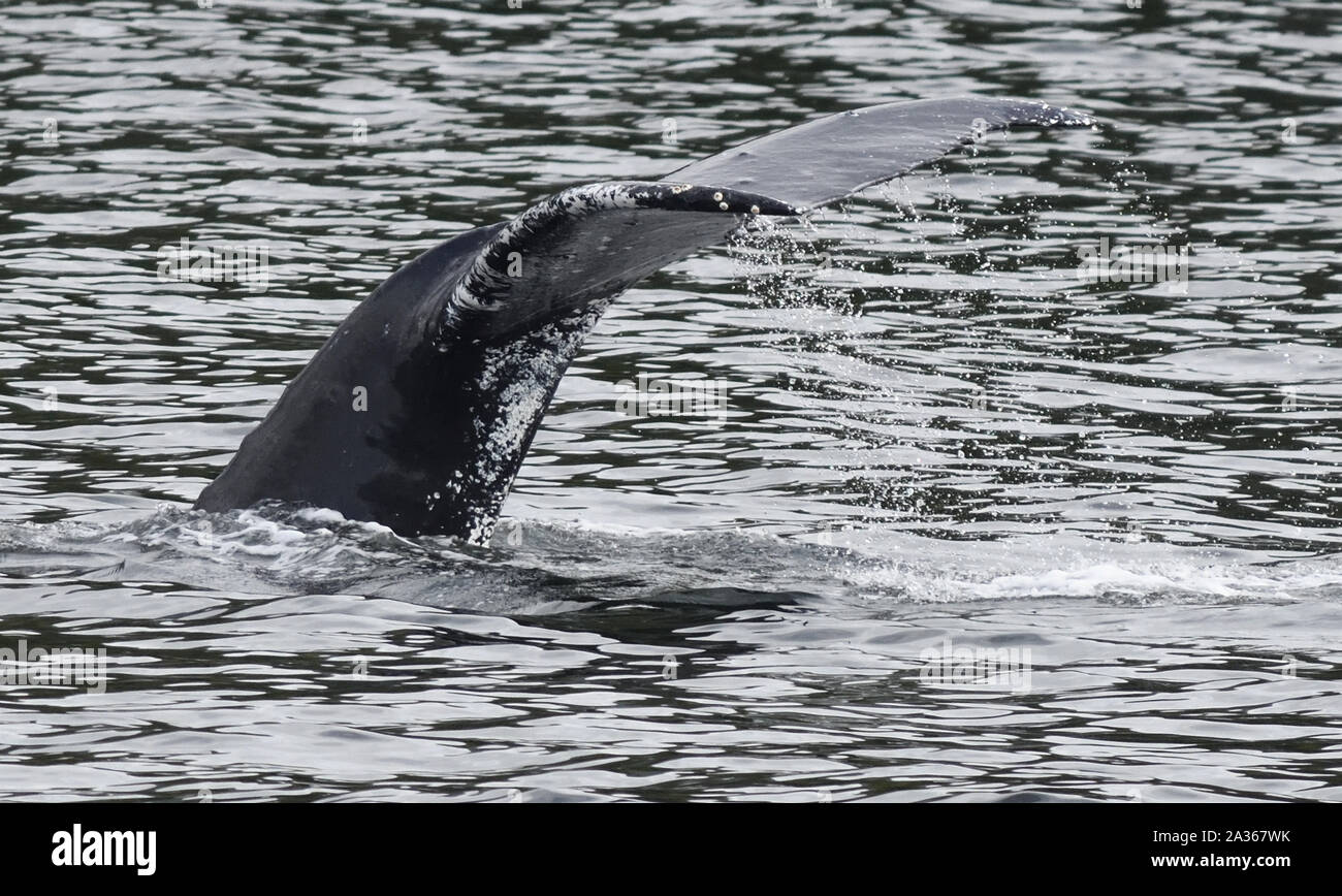 el fluke de una ballena jorobada de buceo (Megaptera novaeangliae). Prince Rupert, British Columbia, Canadá. Foto de stock