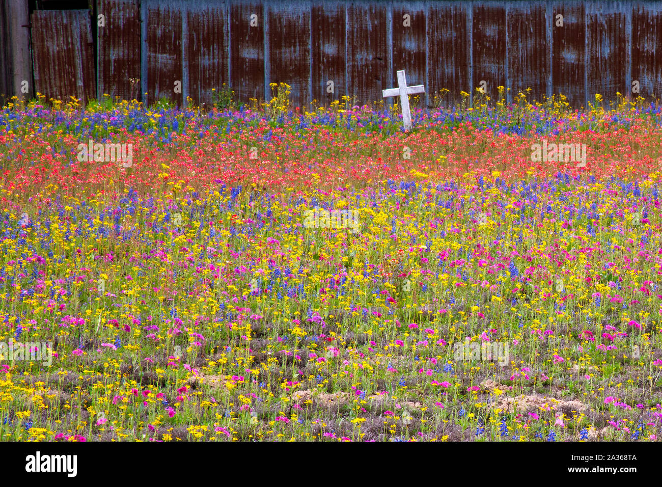 Zona de San Antonio Primavera Wildflower Flores, San Antonio,Texas Foto de stock