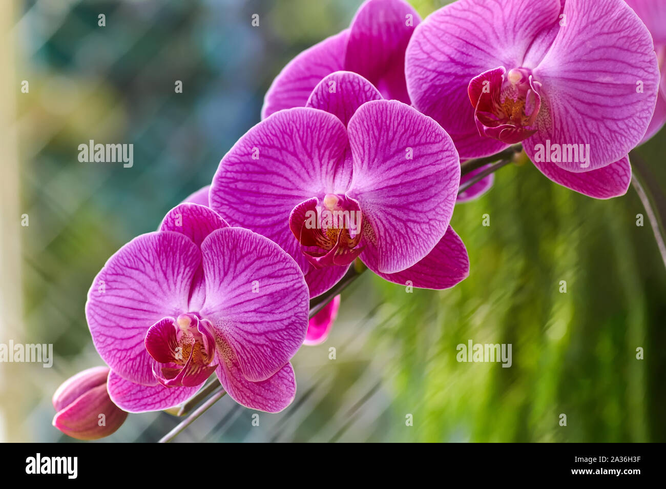 La flor de la orquídea de color magenta Fotografía de stock - Alamy