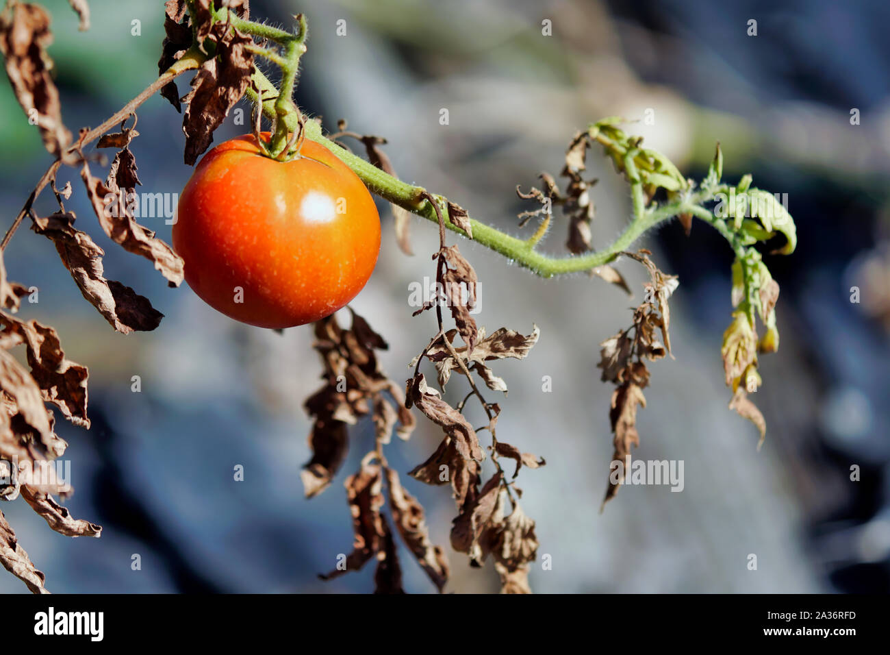 La última cosecha de tomate Foto de stock