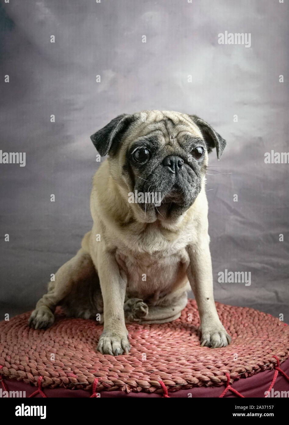 Retrato de pug lindo perro con expresión chocante, ojos bien abiertos. Foto de stock