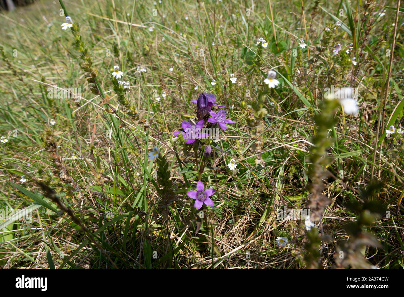 Violeta de Genciana (Gentiana purpurea) creciendo en el Zugspitz región de los Alpes austríacos. Foto de stock