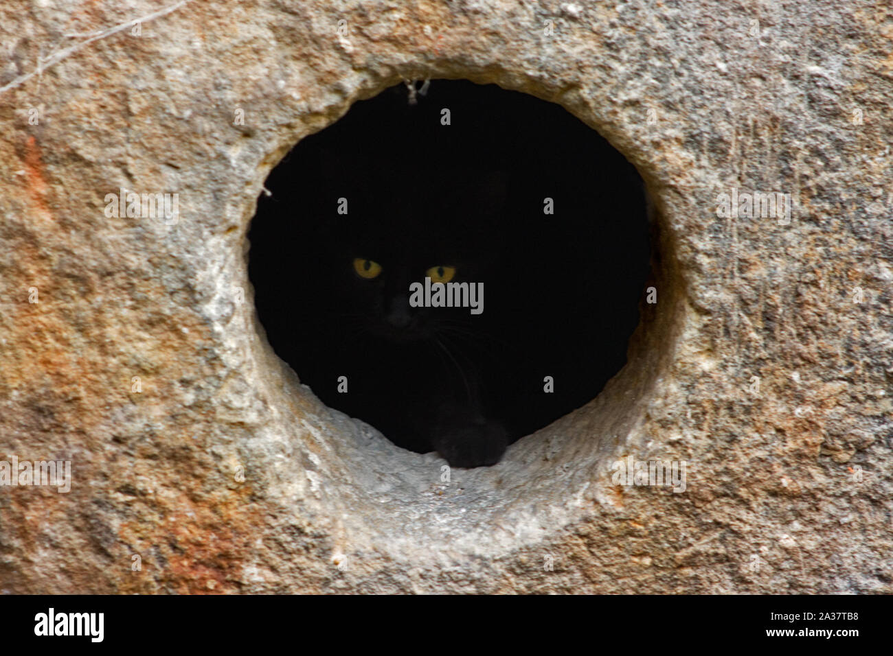Verde-amarillos ojos de gato negro glooming en oscuro agujero en piedra natural Foto de stock