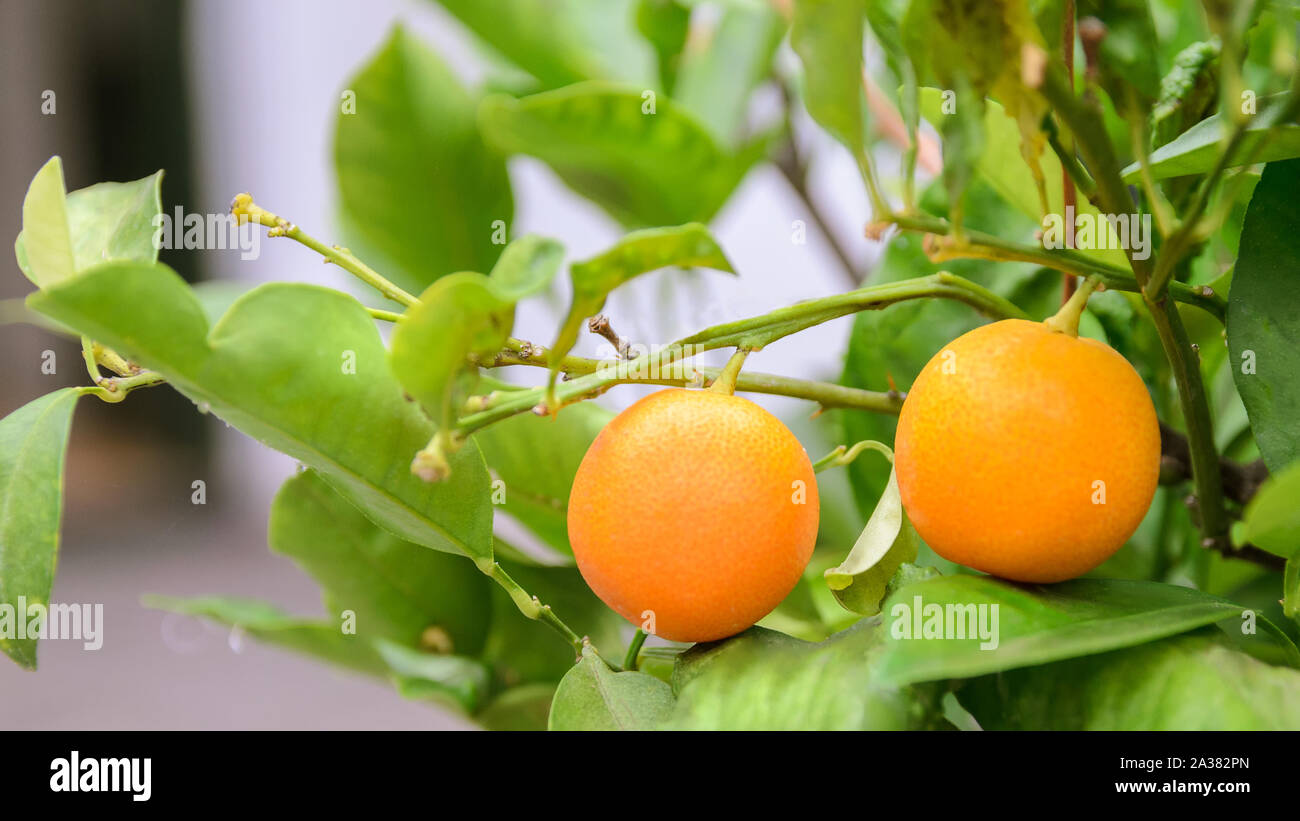 Orange Tree el cultivo de árboles frutales en el jardín. Fondo de cítricos naturales.Copia el espacio. Foto de stock