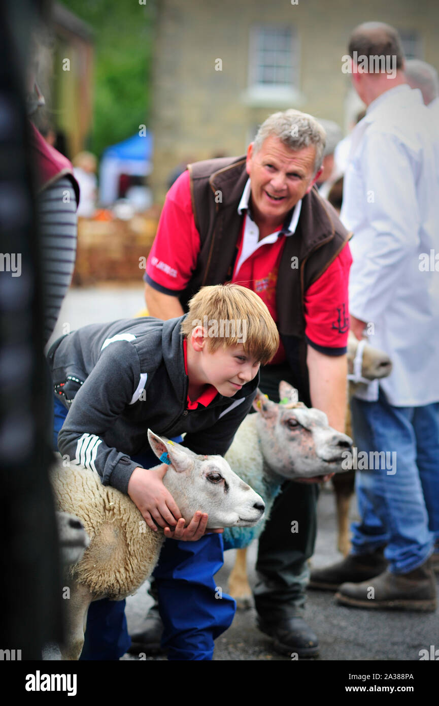 Masham ovejas Feria Norte Yorkshire, Inglaterra Gran Bretaña UK Foto de stock