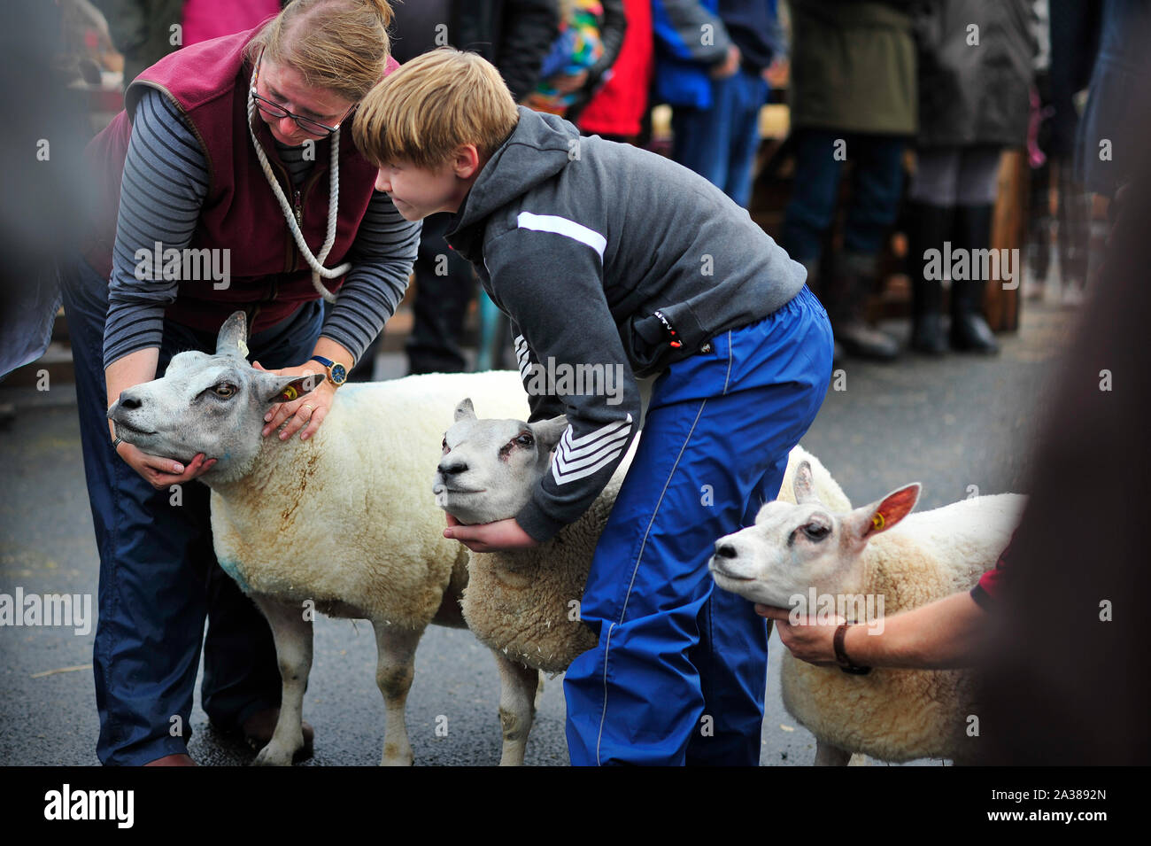 Masham ovejas Feria Norte Yorkshire, Inglaterra Gran Bretaña UK Foto de stock