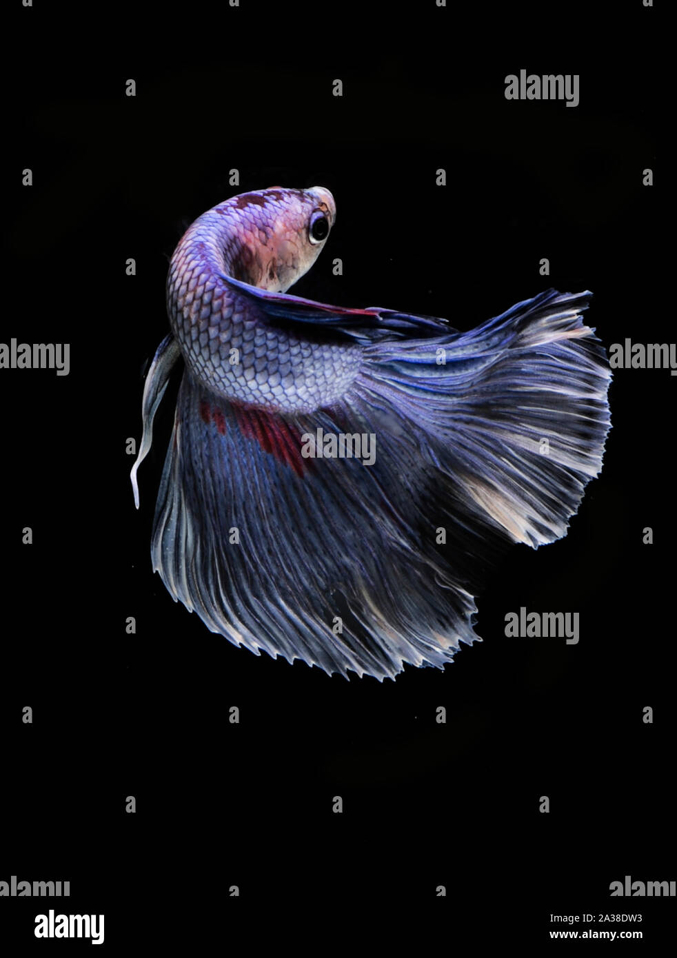 Retrato de un pez betta Foto de stock