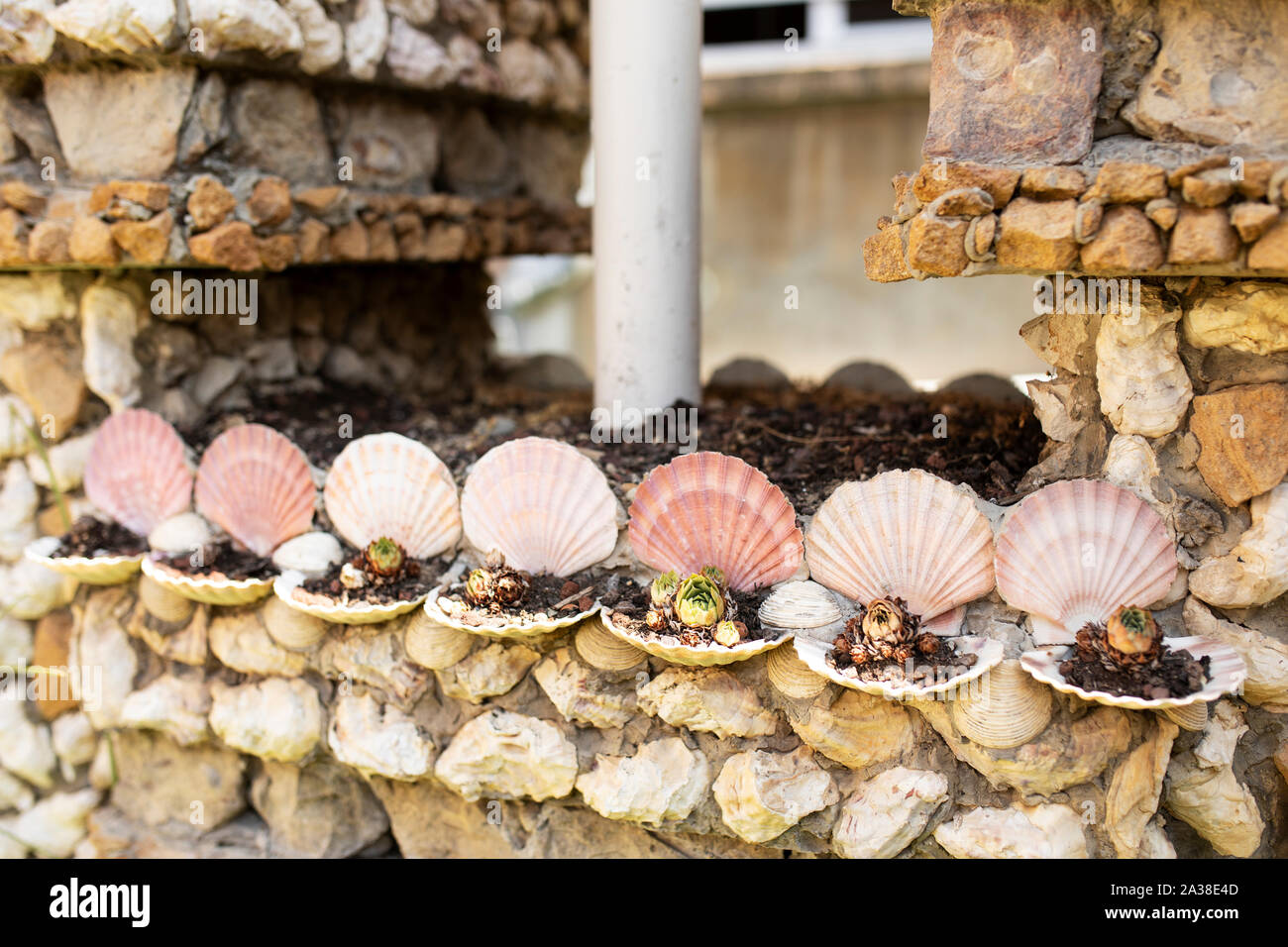 Conchas marinas en el jardin fotografías e imágenes de alta resolución -  Alamy