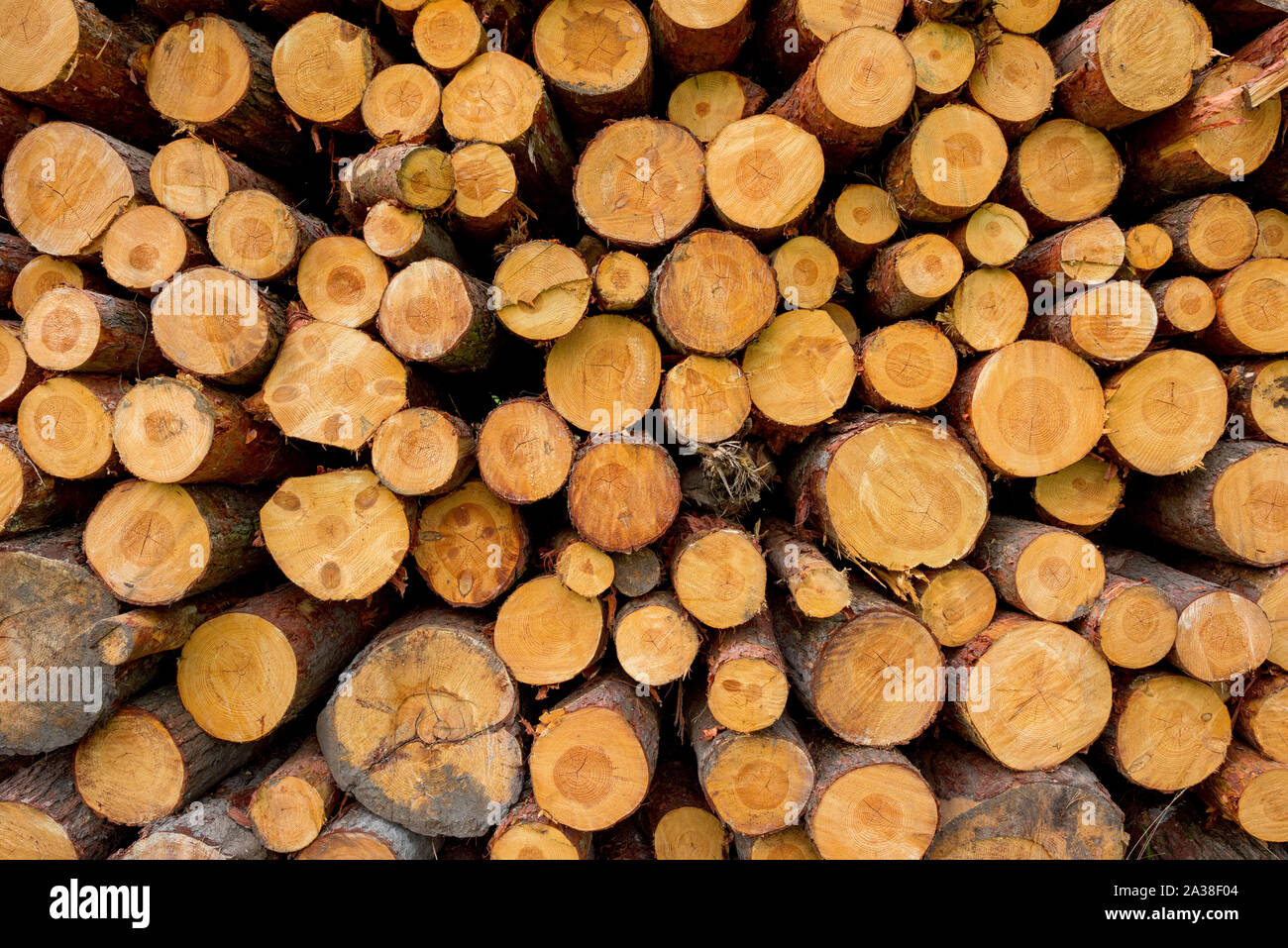 Eine Stapel frisch geschnittenes Holz Foto de stock