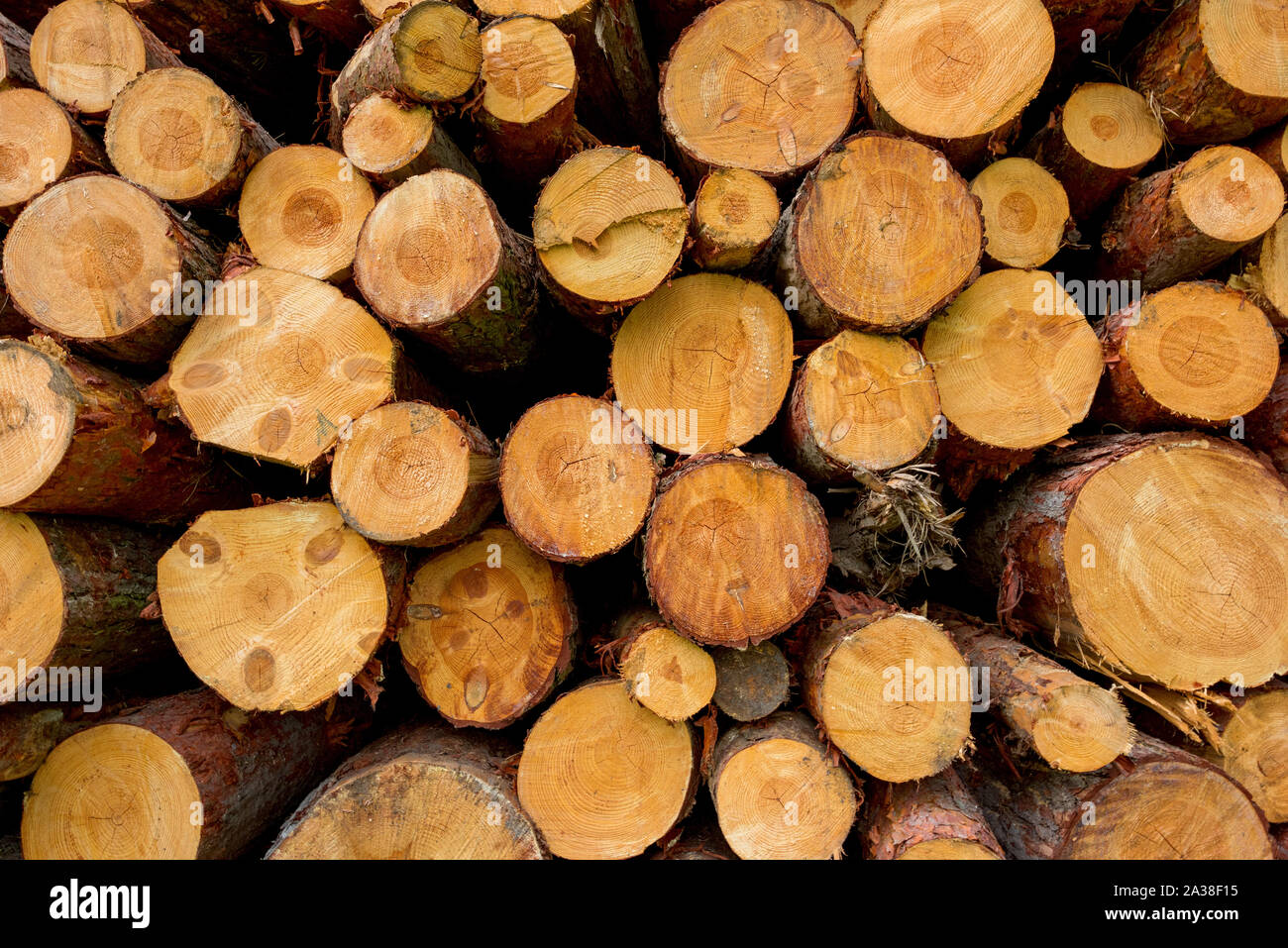 Eine Stapel frisch geschnittenes Holz Foto de stock