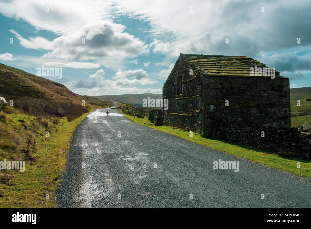 Antiguo pajar de piedra y ovejas en la carretera en Birkdale en Upper Swaledale en la B6270 arriba Nateby, Yorkshire Dales Foto de stock