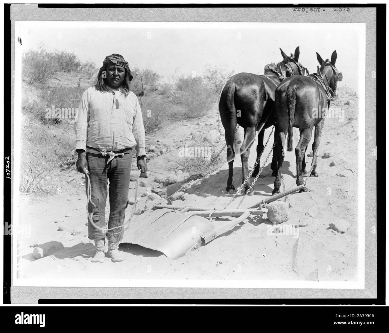 Dos mulas Imágenes de stock en blanco y negro - Alamy