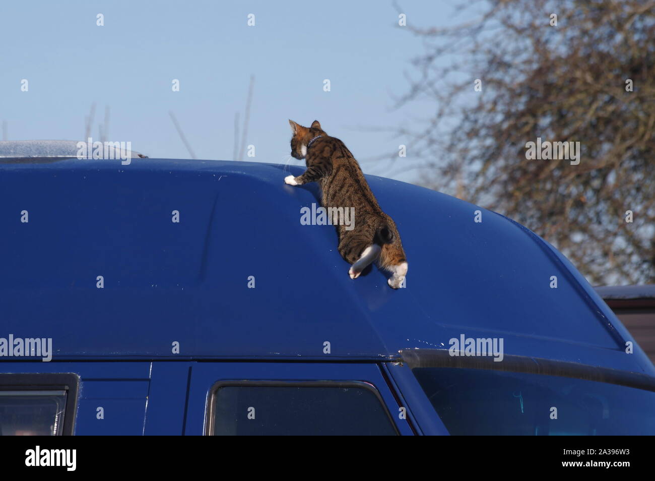 Gato atigrado ESCALADA EN EL TECHO DE FURGÓN Foto de stock