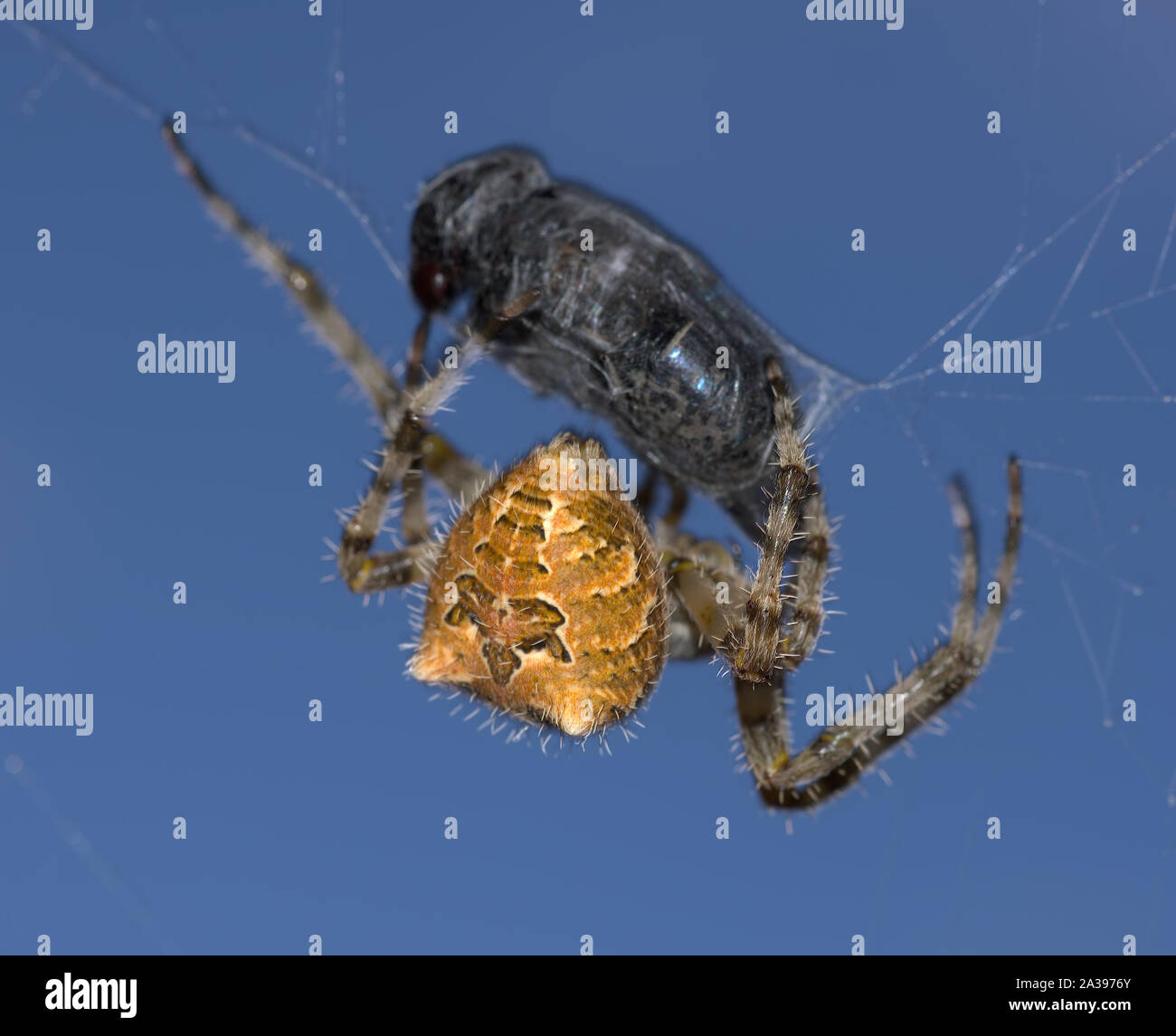 Araña tejedora Orb capturando tábano, Arizona, Estados Unidos Foto de stock