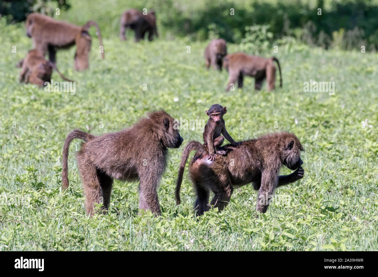 Demasiado cerca para la comodidad, el bebé babuino olivo reacciona a la presencia cercana de un gran Babuino, el cráter del Ngorongoro, Tanzania Foto de stock