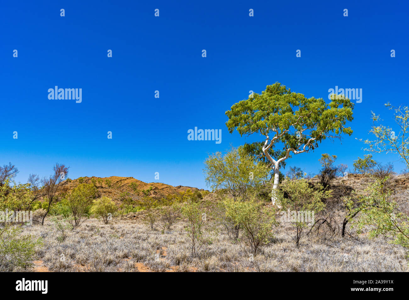 Un alto Ghost gum tree se encuentra en el centro de Australia remoto Foto de stock
