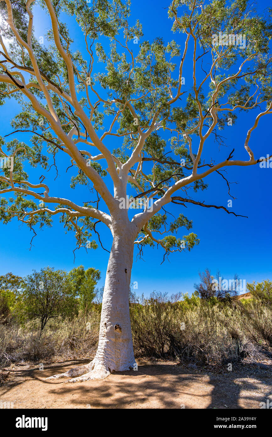 El mayor y más antiguo de los ghost gum tree en Australia se encuentra en el East MacDonnell Ranges, en el Territorio Norte de Australia. Foto de stock
