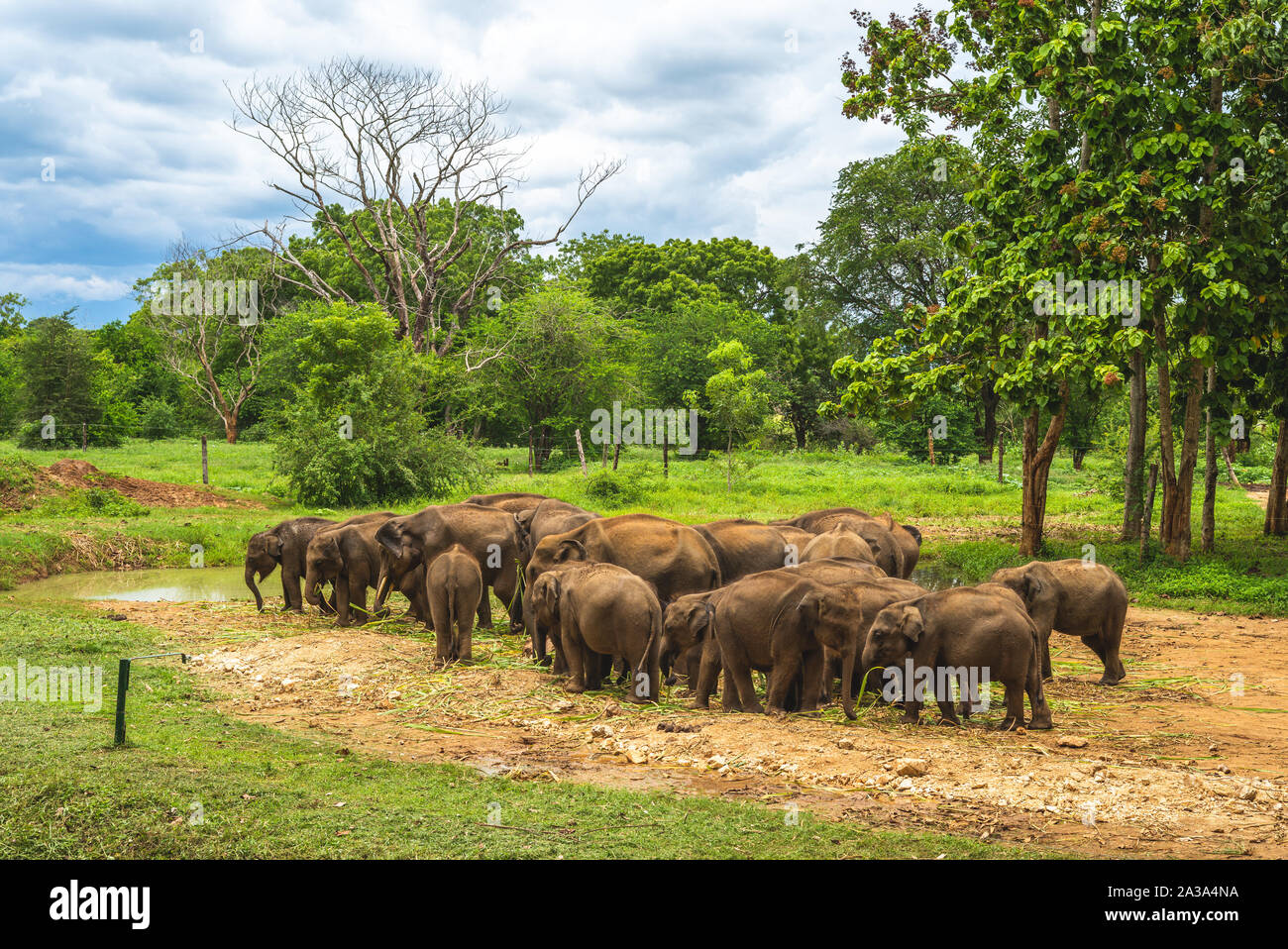 Udawalawe Transit Inicio elefantes en Sri Lanka Foto de stock