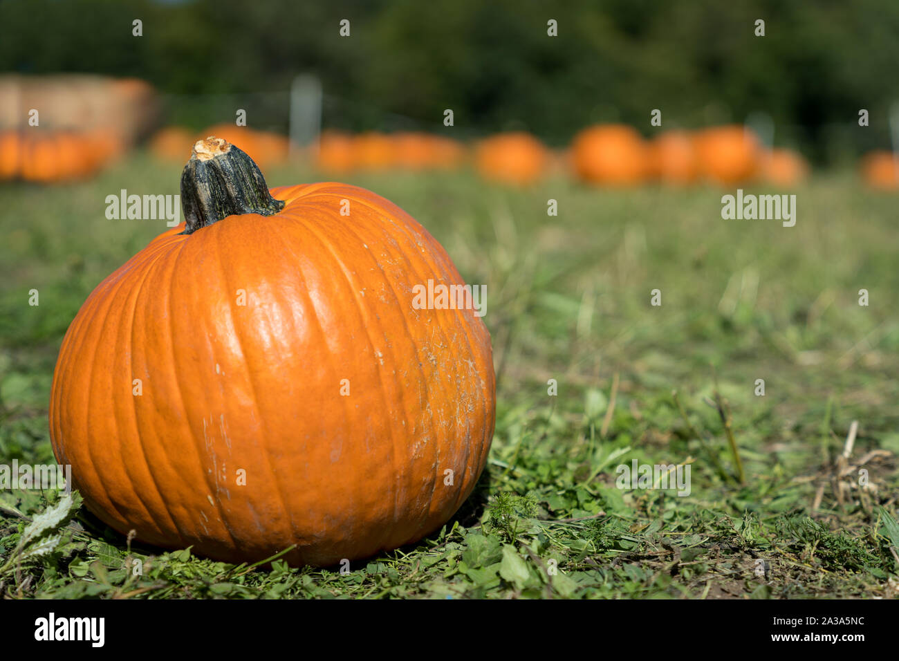 Pumpkin Patch en Octorber Foto de stock