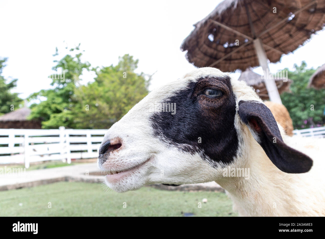 Sheep Funny Teeth Fotos e Imágenes de stock - Alamy