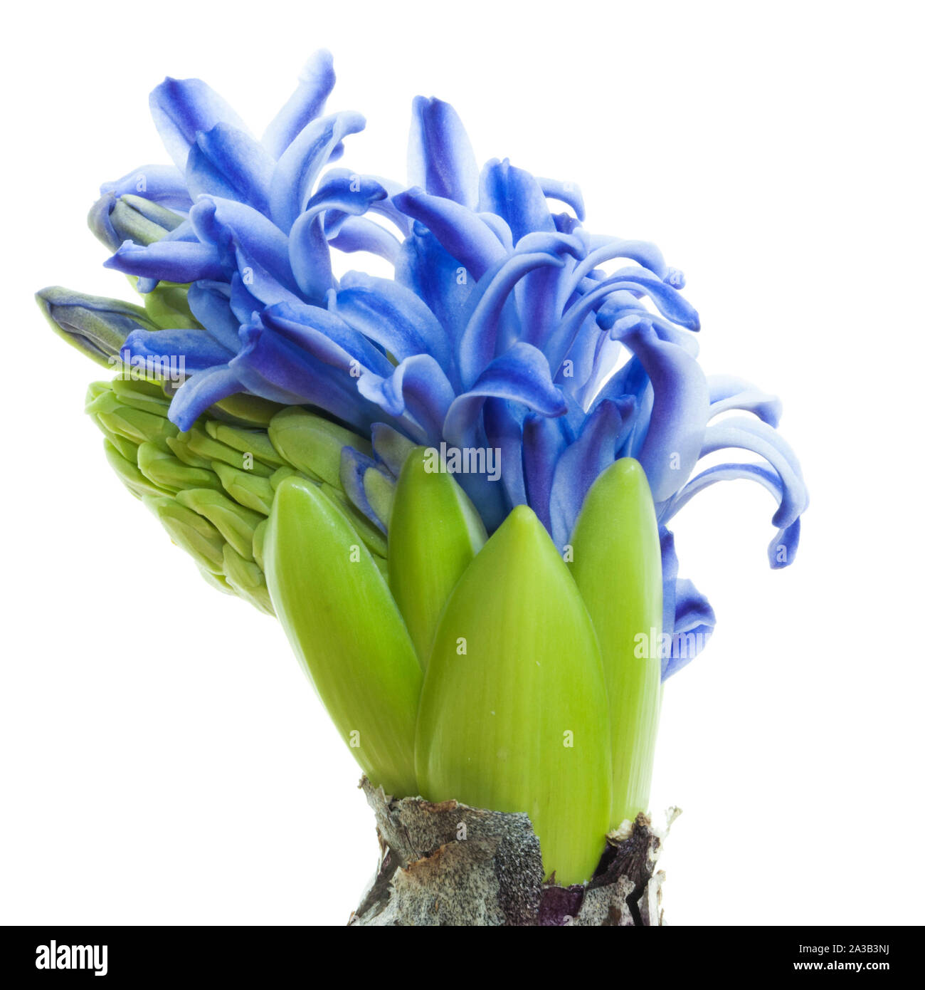 Bulbo verde planta con flores azules Foto de stock
