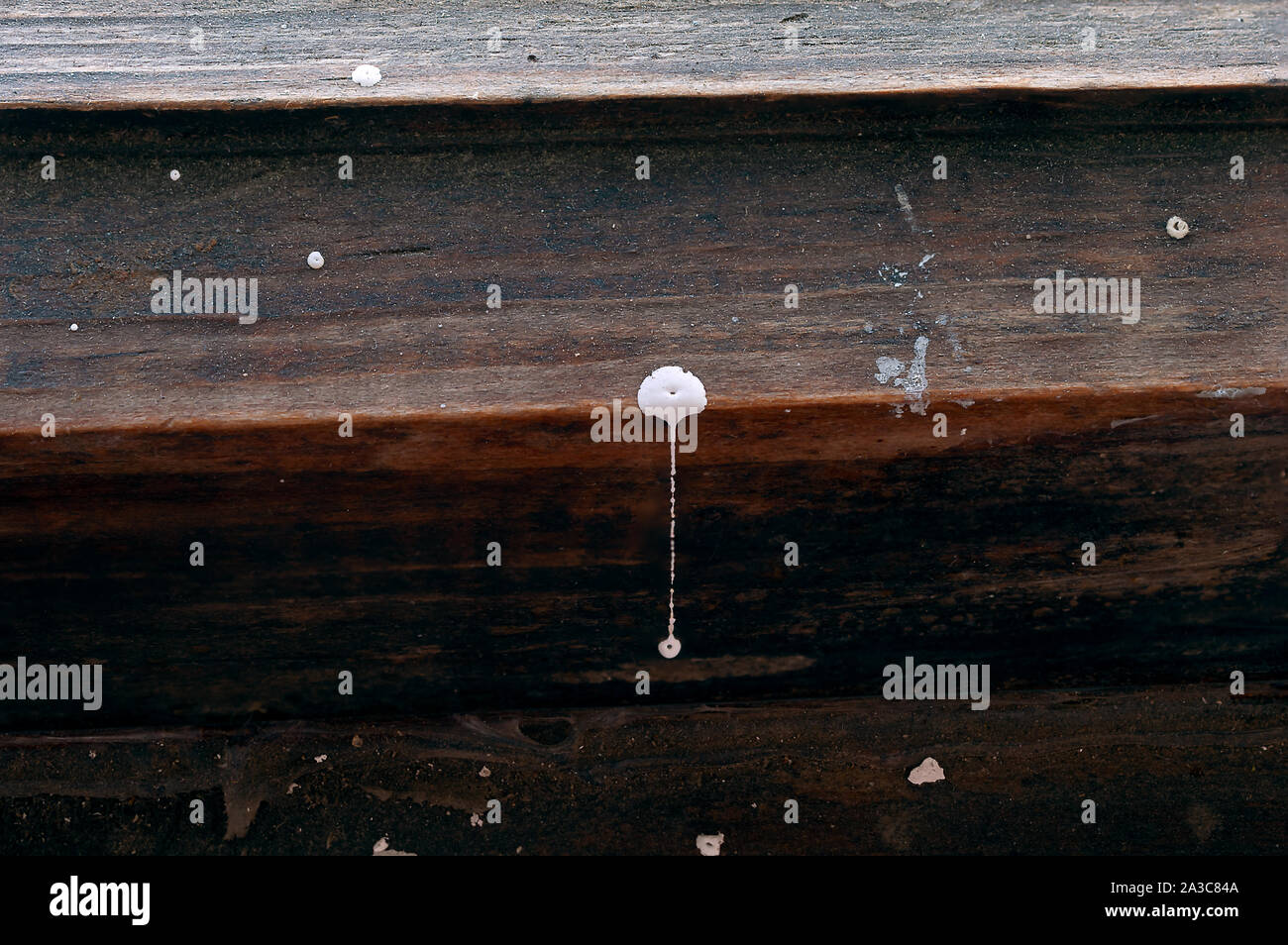 Gota de pintura blanca derramado sobre un bastidor de madera con pintura de polvo y manchas de pegamento. Concepto de renovación desordenado. Foto de stock