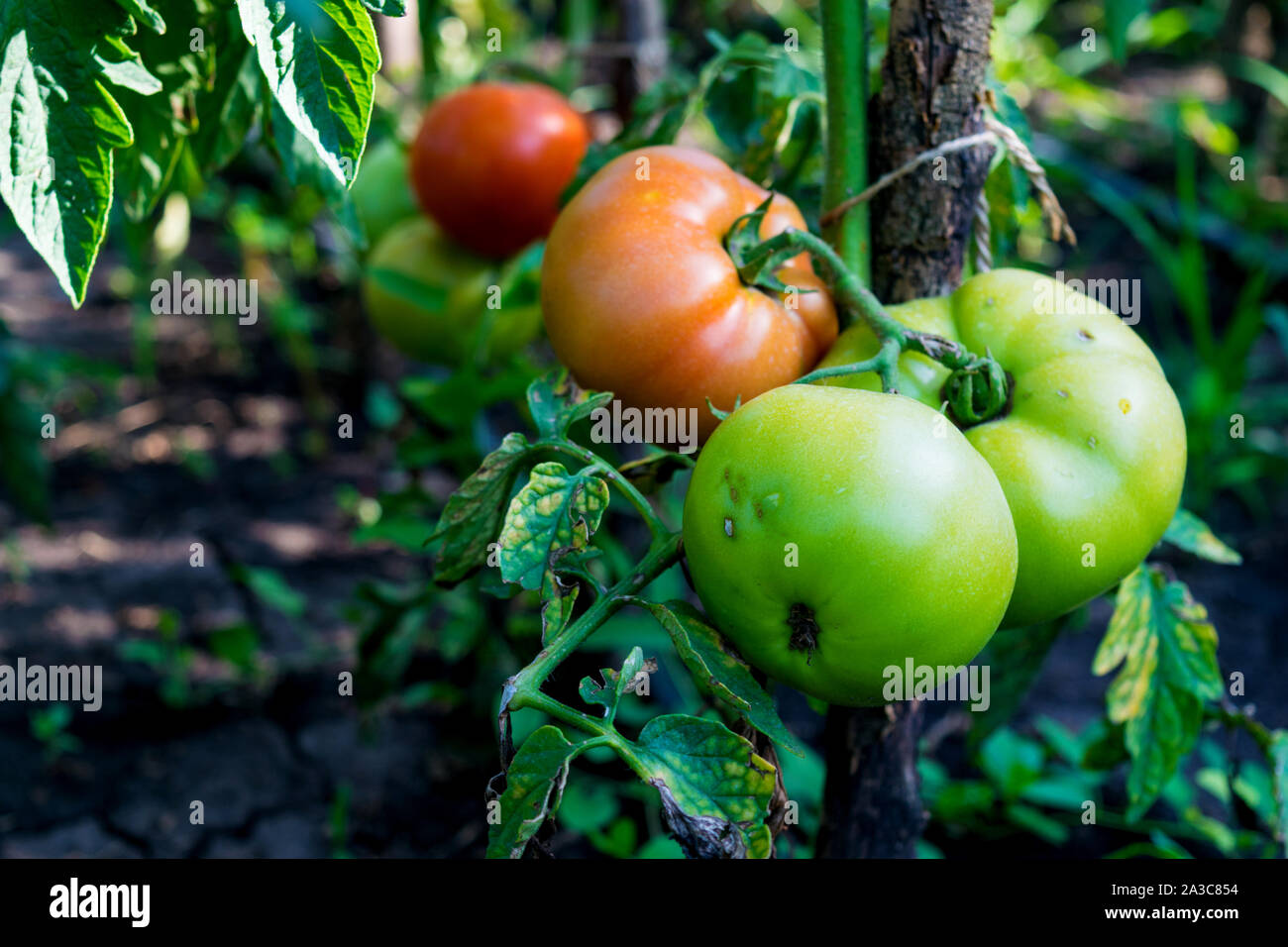 Rojo y verde verdes sin recoger tomates orgánicos comenzando a verse afectado por una enfermedad Foto de stock