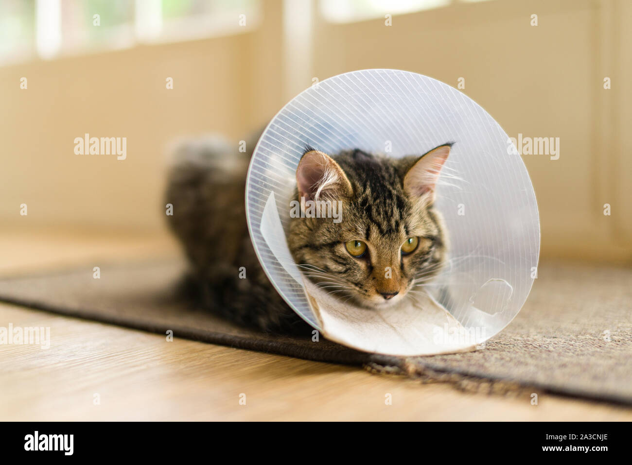 Un gato doméstico con un collar de plástico cono alrededor de su cabeza  después de la cirugía para prevenir la manipulación. A menudo llamado un  cono de la vergüenza, el Collar isabelino