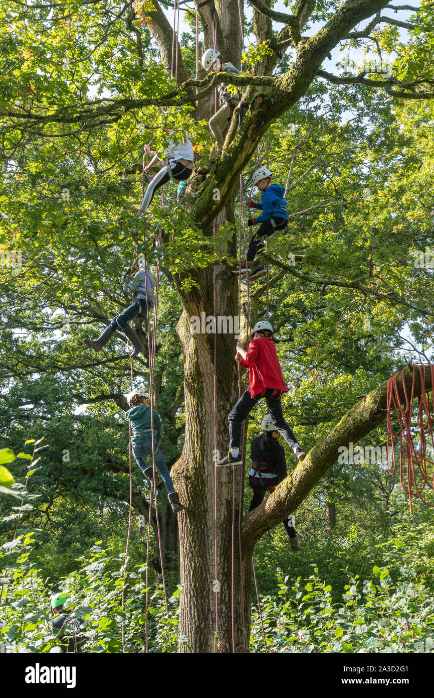 Los niños divertirse al aire libre trepar un árbol en el Surrey Hills madera justo, UK Foto de stock