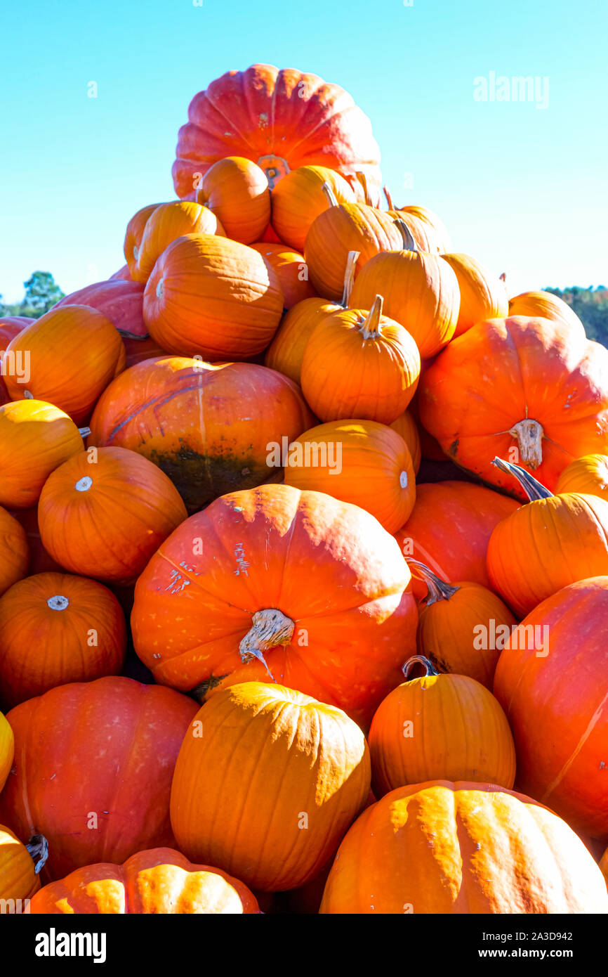 Pumpkin Patch en otoño actividades en Nueva Jersey. Foto de stock