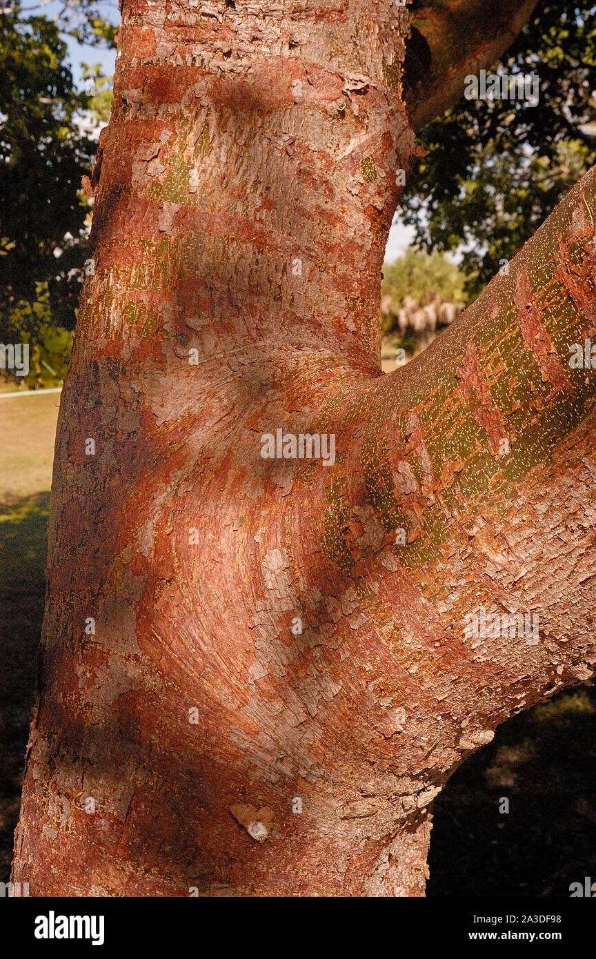 La corteza del árbol de Gumbo Limbo, Bursera simaruba Foto de stock