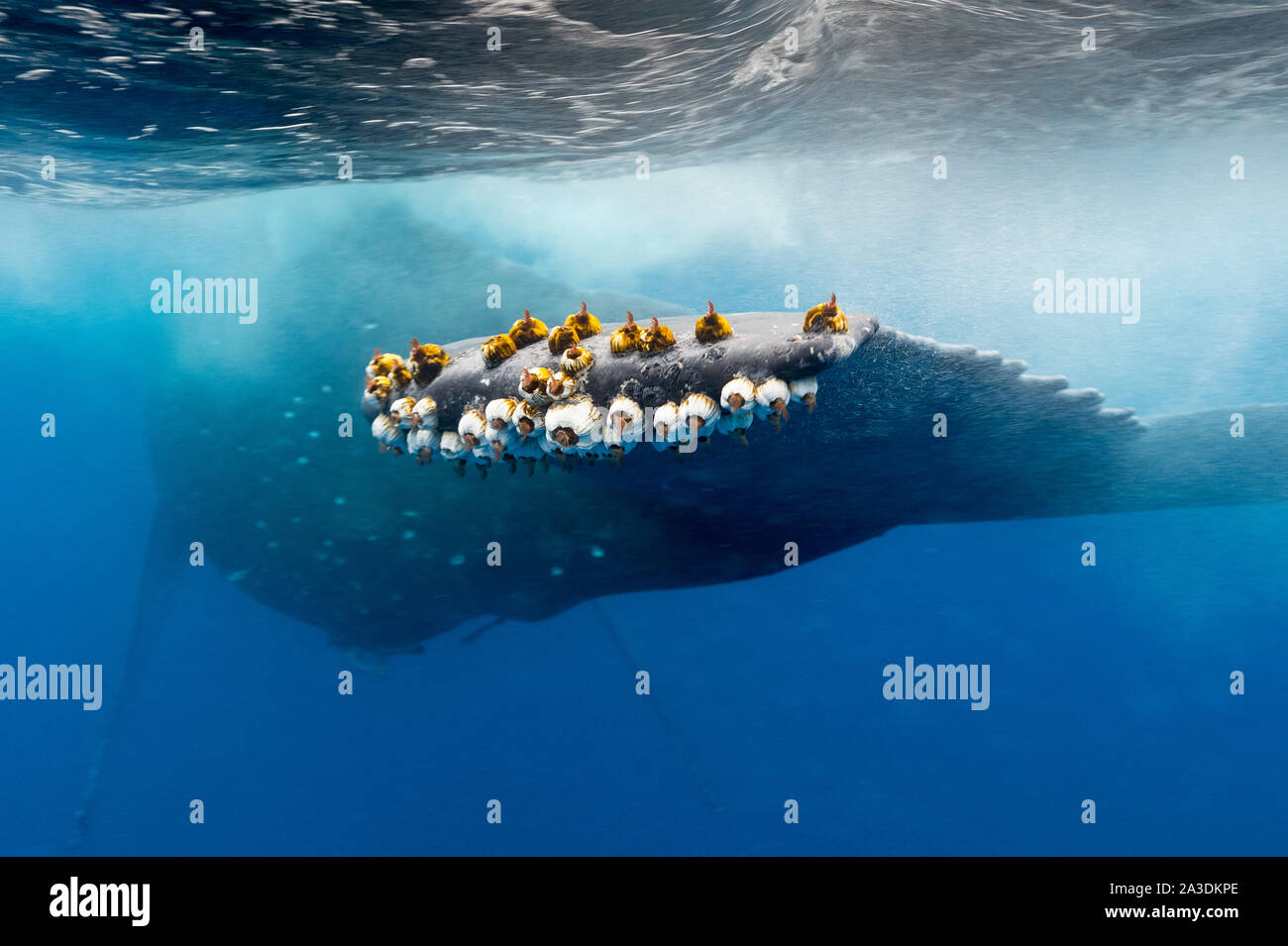 La ballena jorobada, Megaptera novaeangliae, percebes en la cola de una ballena jorobada, Reino de Tonga, Océano Pacífico del Sur Foto de stock