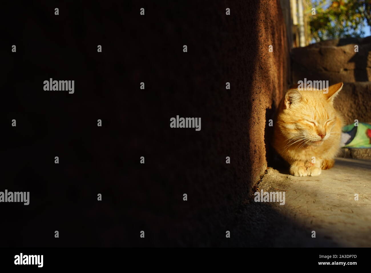 Ginger cat relájese en el soleado patio en forma de luz. Gran sombra negra en la casa Foto de stock
