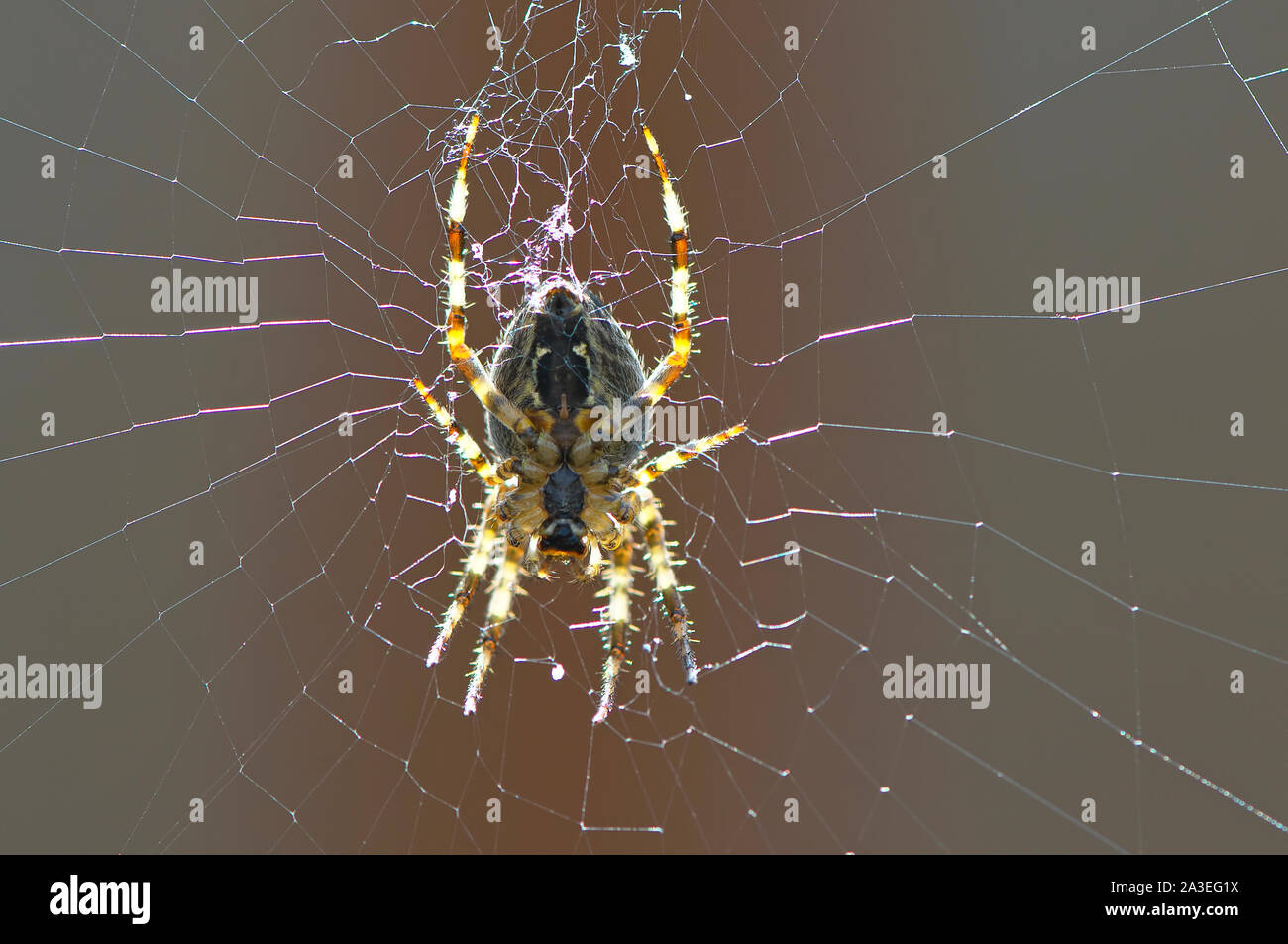 Primer plano de un turoperador Studiosus Anelosimus retroiluminado (araña) en una telaraña mostrando la parte inferior. Foto de stock