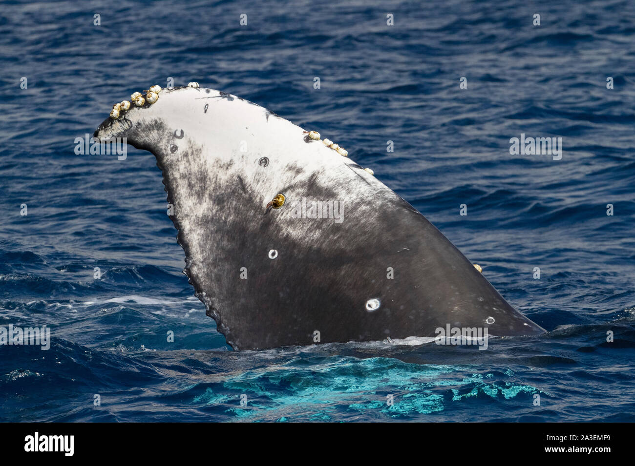 La ballena jorobada, Megaptera novaeangliae, Fluke con percebes, Chichi-jima, Islas Bonin, Islas Ogasawara, sitios naturales del Patrimonio Mundial, Tokio, Japa Foto de stock