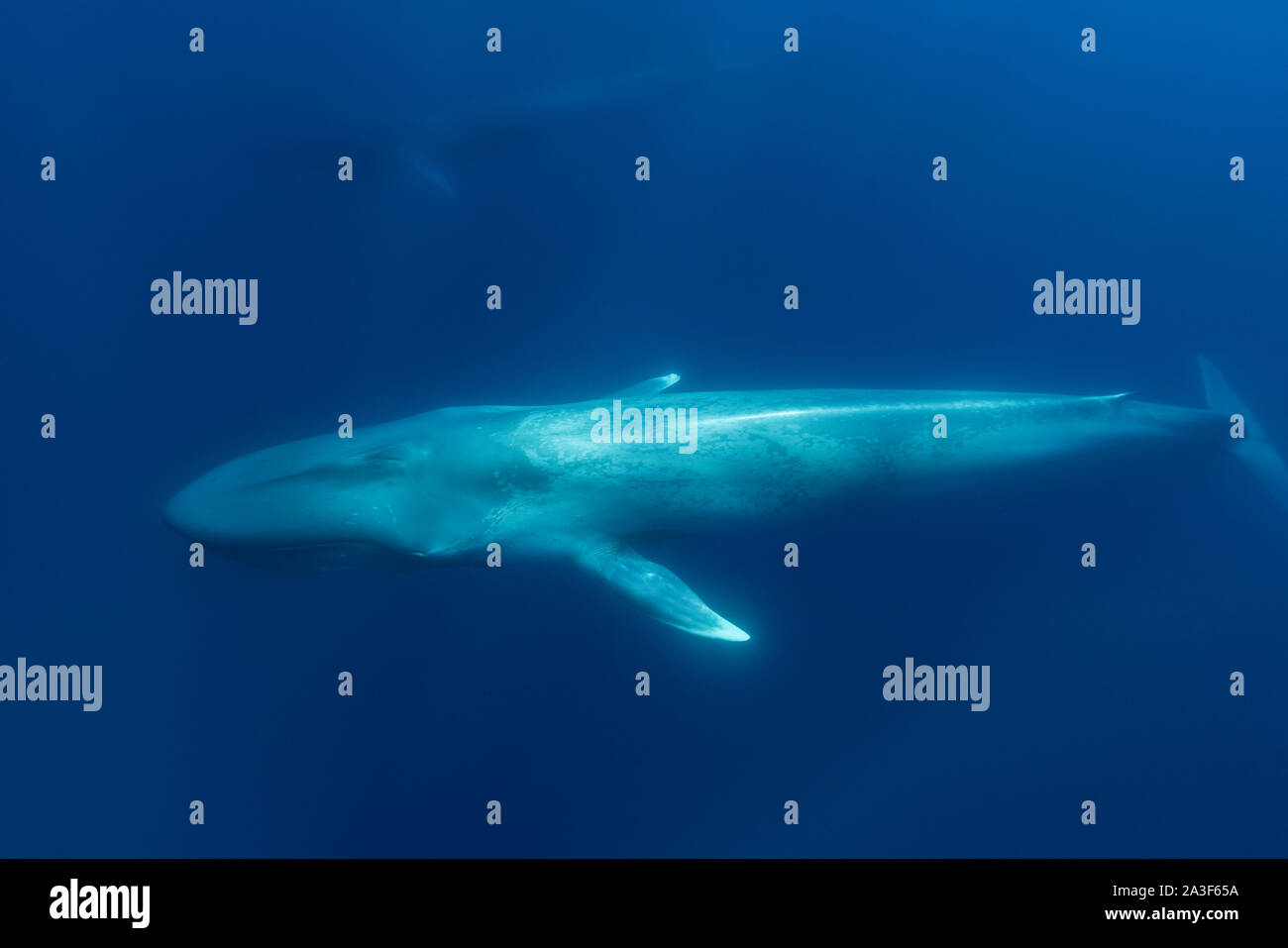 Ballenas nadando juntas en el océano