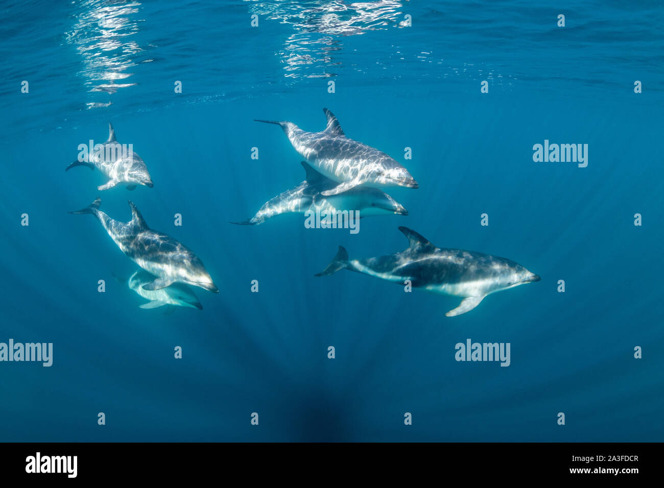 Vaina de delfines areneros, Lagenorhynchus obscurus, cerca de la superficie, el Golfo Nuevo, Península Valdés, Argentina. Foto de stock