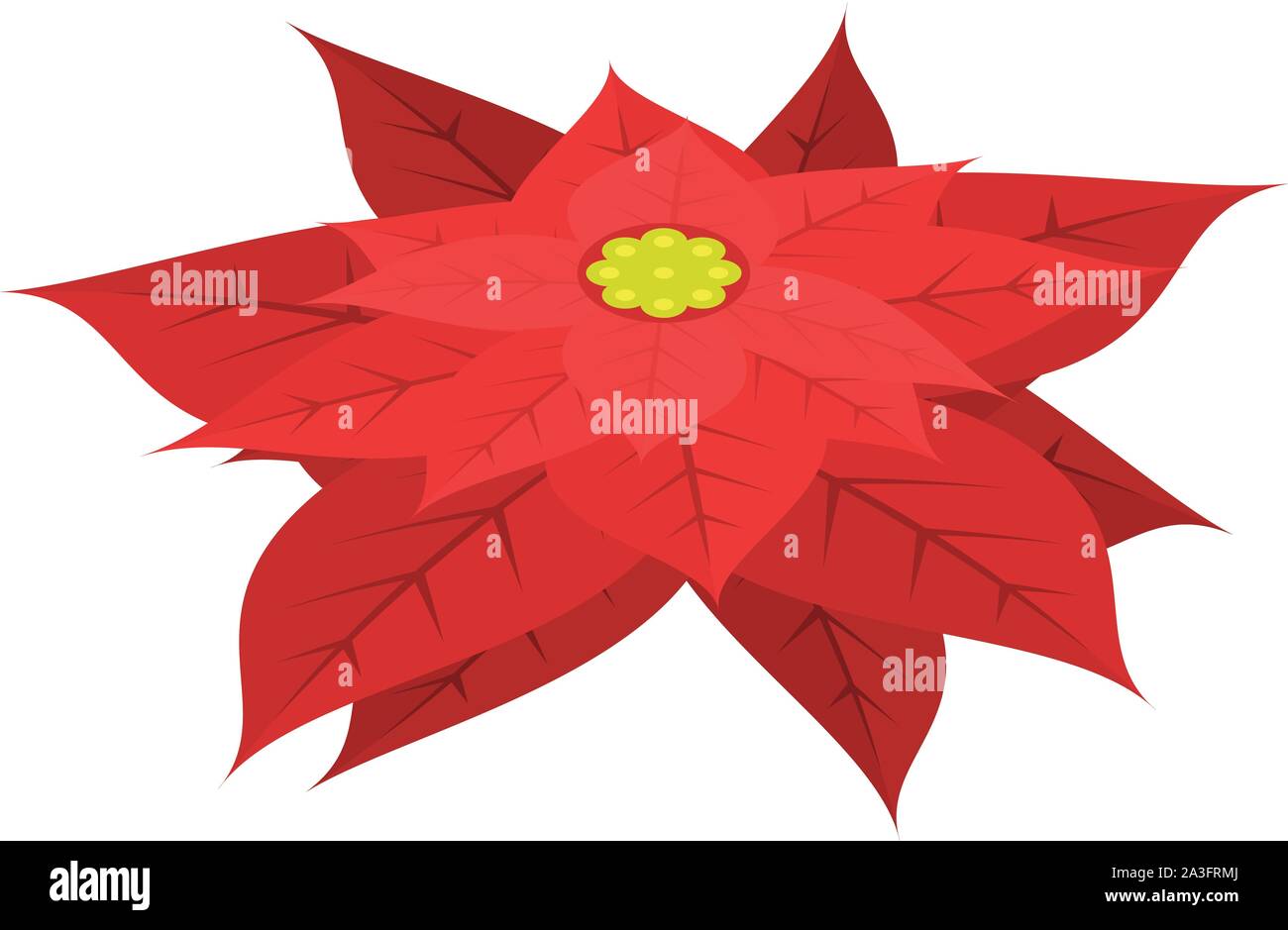 Flor de nochebuena euforbio pulcherrima navidad estrella Imágenes  vectoriales de stock - Alamy