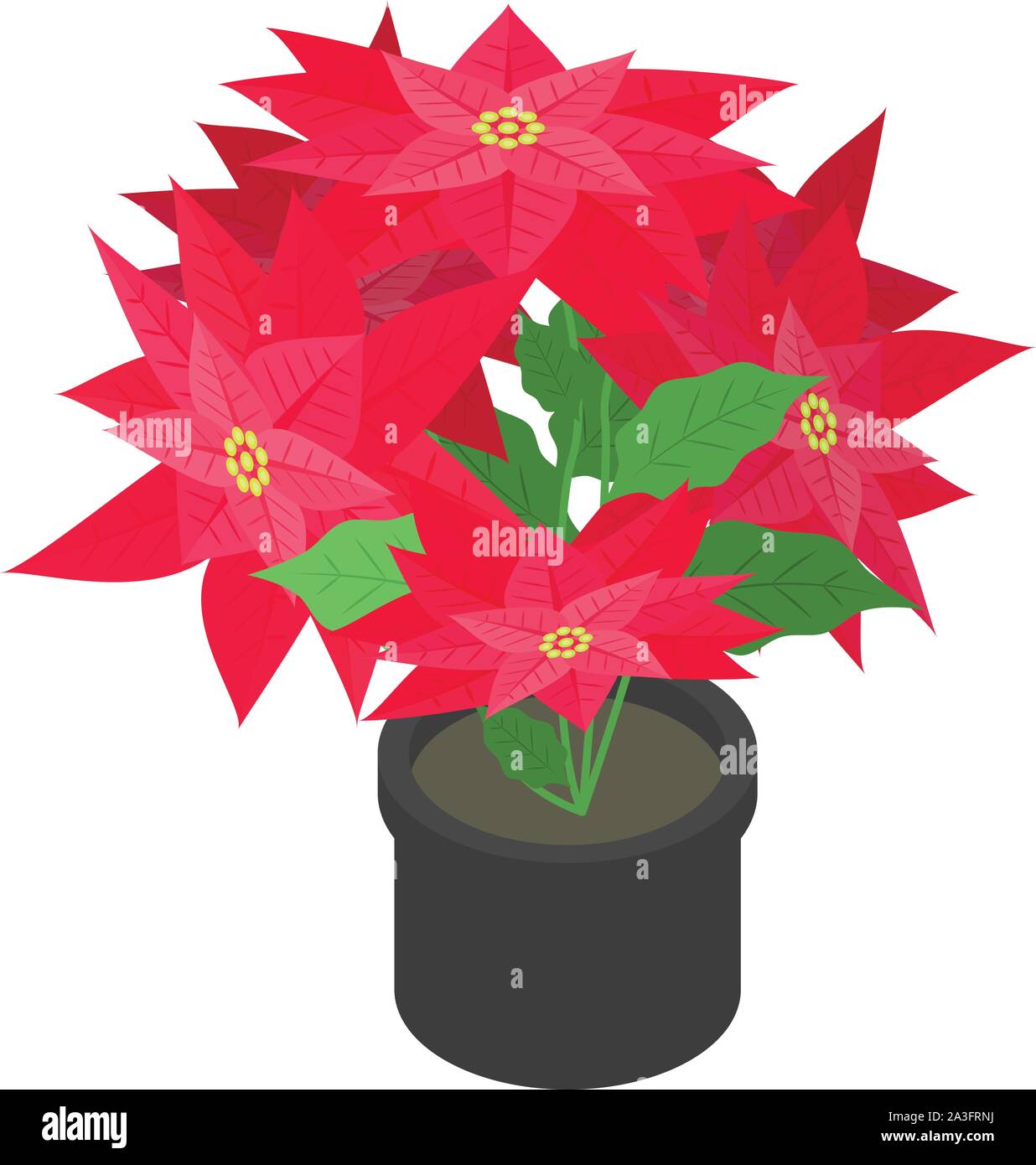 Flor de nochebuena para colorear Imágenes vectoriales de stock - Alamy Flor de nochebuena para colorear Imágenes vectoriales de stock - Alamy