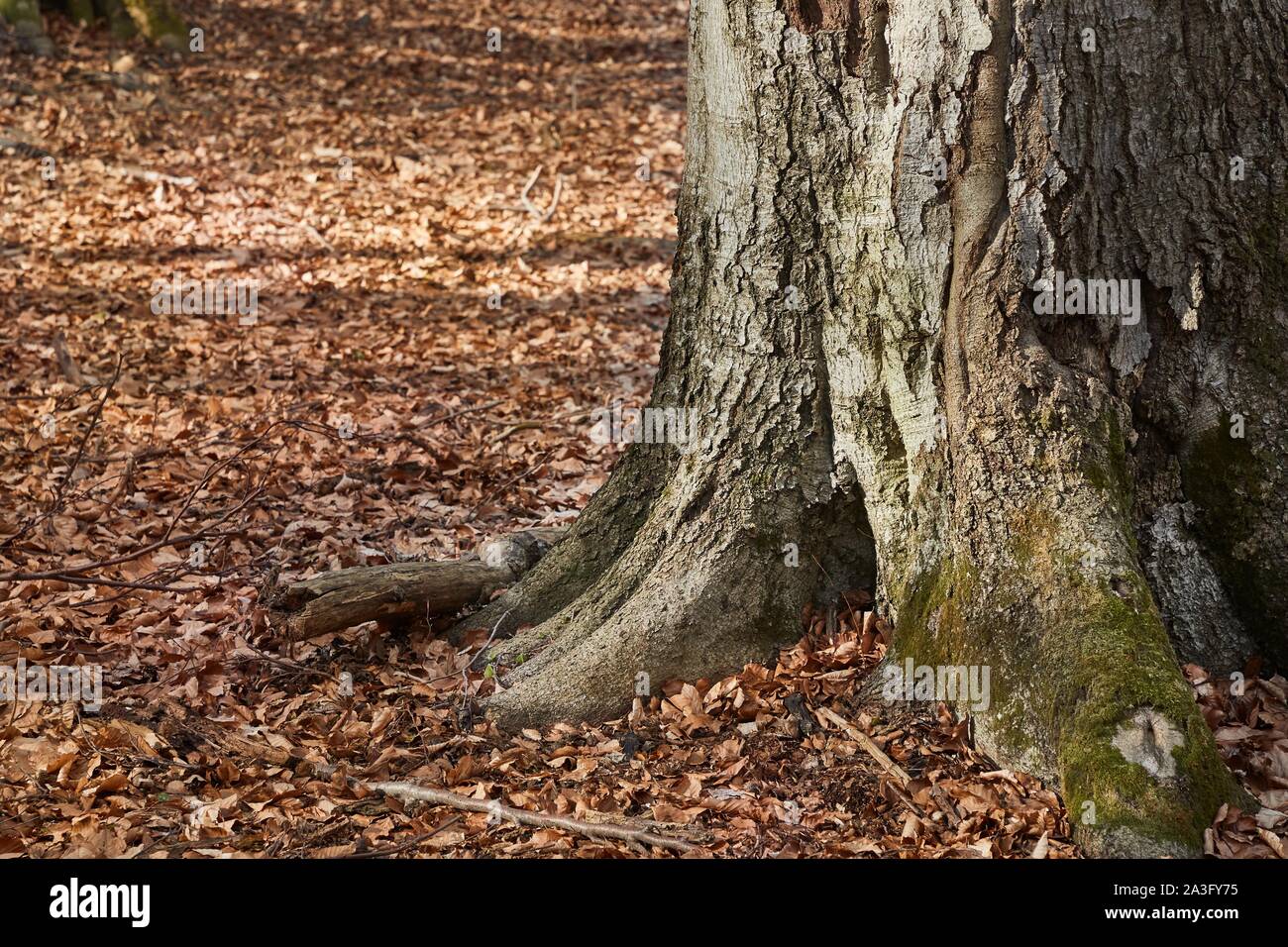 Tronco de árbol en otoño Foto de stock