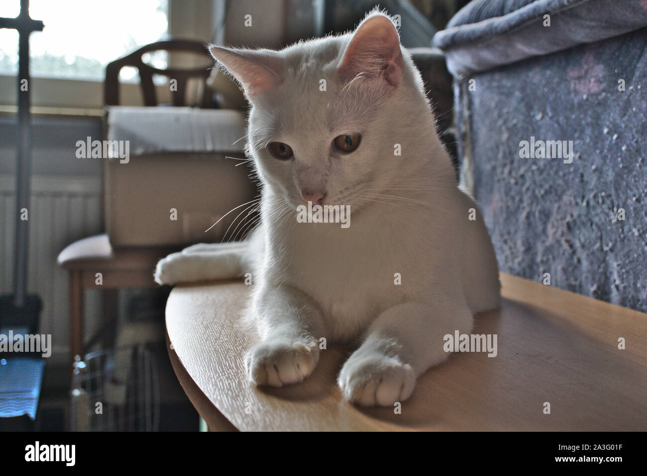 Gato Blanco acostado en la tabla Foto de stock