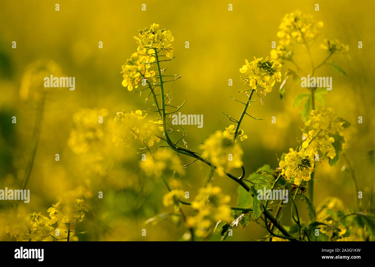 La primavera se congela fotografías e imágenes de alta resolución - Alamy