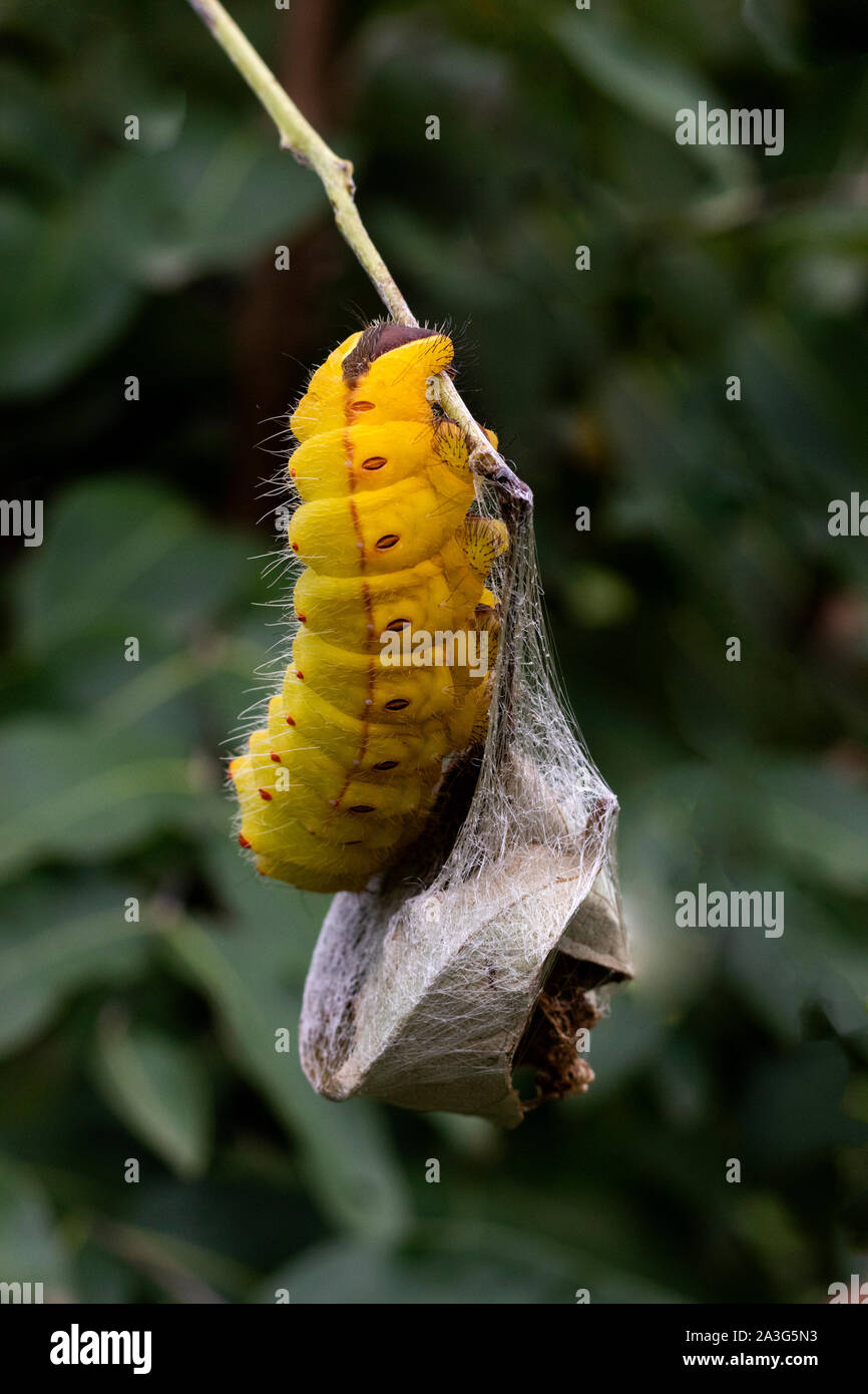 Tasar silkmoth, Caterpillar, de seda.sijhora ,de Madhya Pradesh, India. Foto de stock