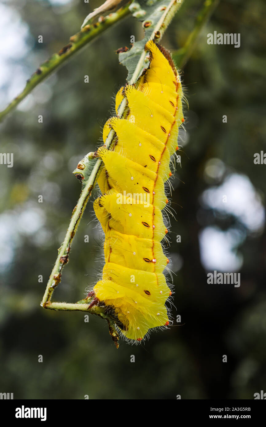 Tasar silkmoth, Caterpillar, de seda.sijhora ,de Madhya Pradesh, India. Foto de stock