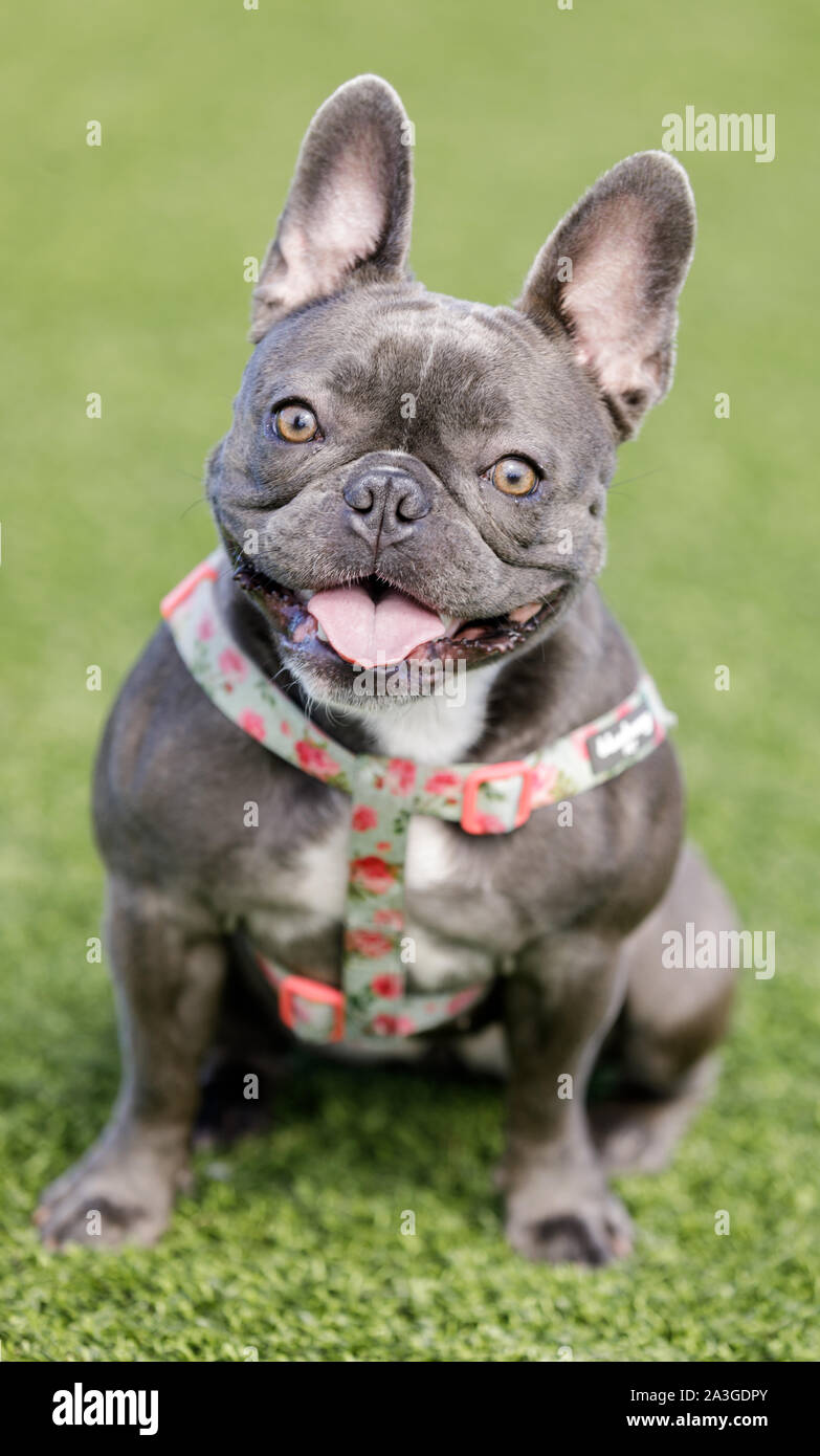 Blue french bulldog fotografías e imágenes de alta resolución - Alamy