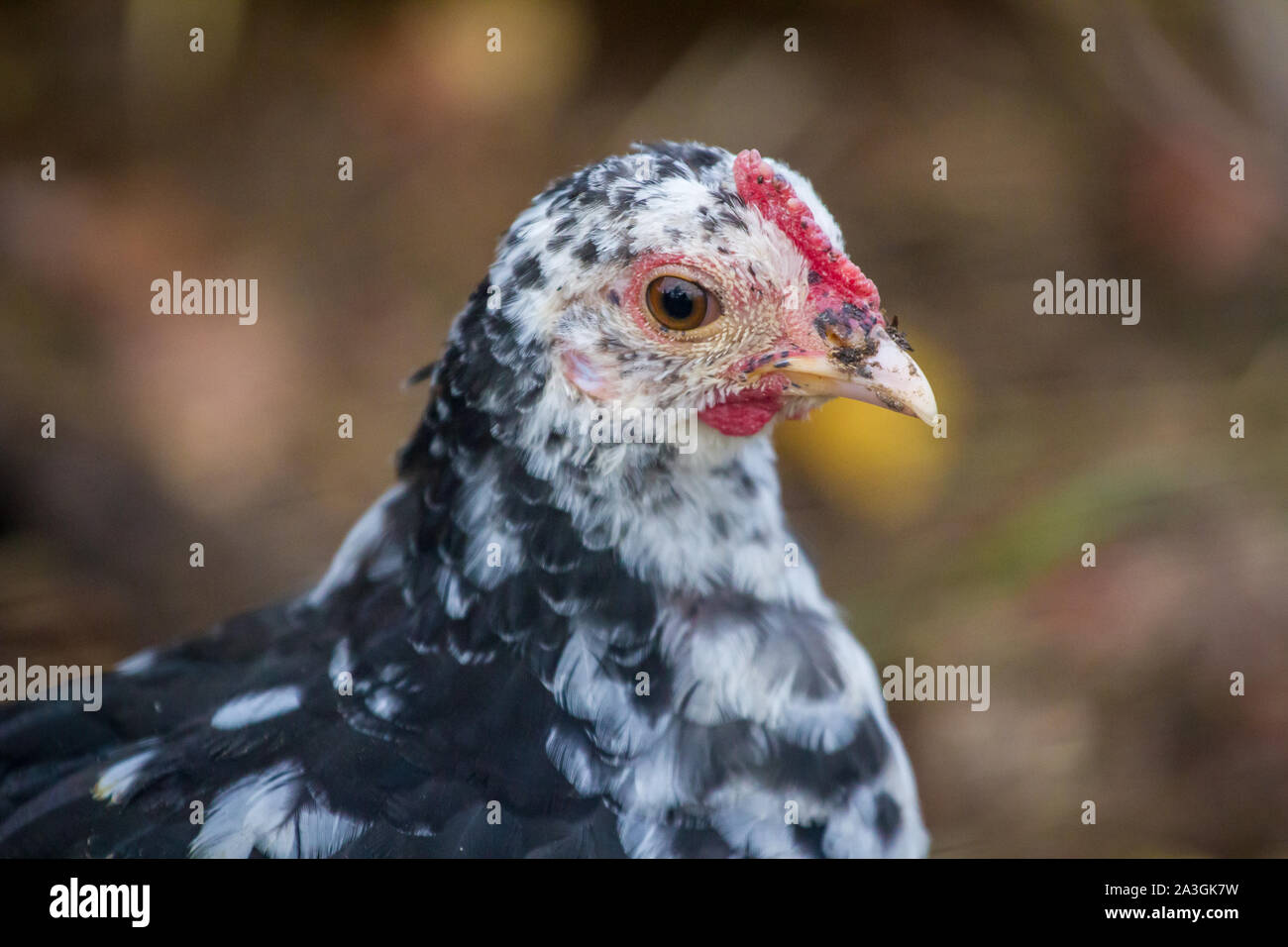 Retrato de un joven - Stoapiperl / Steinhendl pollo, un pollo razas amenazadas de Austria Foto de stock