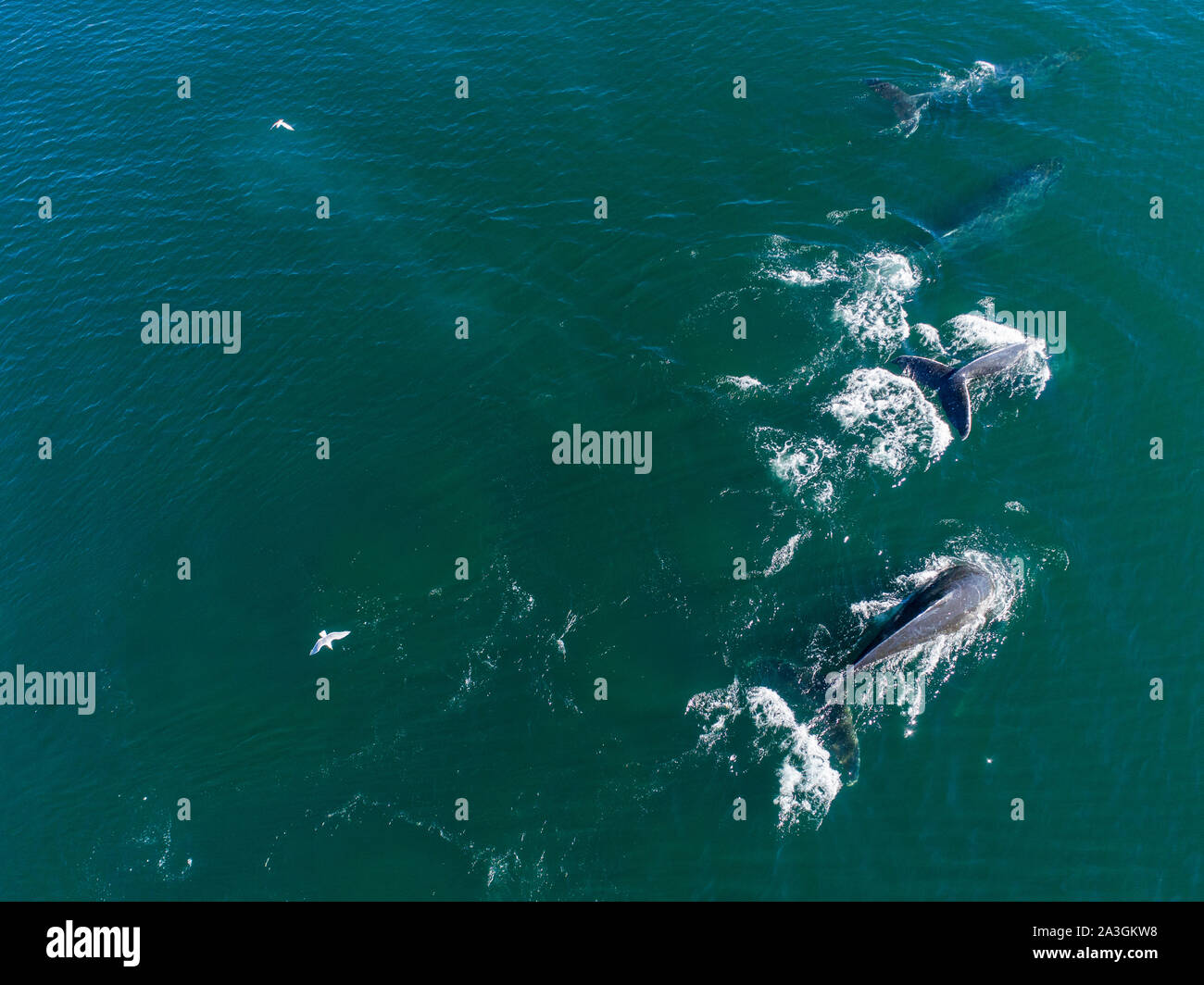 Ee.Uu., Alaska, vista aérea de las Ballenas Jorobadas (Megaptera novaeangliae) buceo en superficie de Frederick sonido mientras la burbuja en alimentación de red herring shoal en Foto de stock